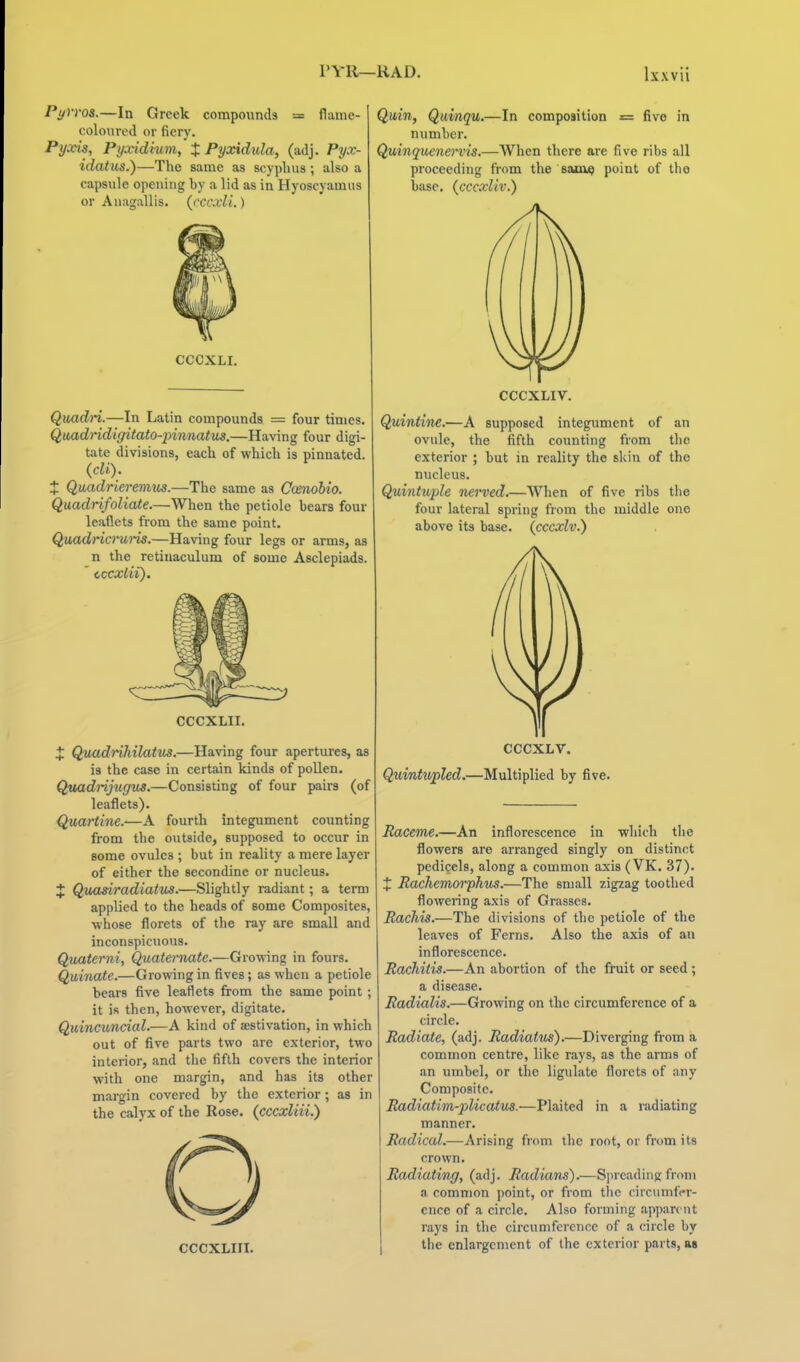 Pyvros.—In Greek compounds = flame- coloured or fiery. Pyxis, Pyxidmm, X Pyxidida, (adj. Pyx- idatus.)—The same as scypluis ; also a capsule opening by a lid as in Hyoscyamus or Anagallis. (rccxii.) CCCXLI. Qiiadj^.—In Latin compounds = four times. Qwadridigitato-jnrmatus.—Having four digi- tate divisions, each of which is pinnated. {cU). J Quadrieremtis.—The same as Ccenoiio. Quadrifoliate.—When the petiole bears four leaflets from the same point. Quadricruris.—Having four legs or arms, as n the retinaculum of some Asclepiads. ' cccxlii). CCCXLII. X Quadrihilatiis.—Having four apertures, as is the case in certain kinds of pollen. Qmdi-ijugus.—Consisting of four pairs (of leaflets). Quartine.—A fourth integument counting from the outside, supposed to occur in some ovules ; but in reality a mere layer of either the secondine or nucleus. X Qvmiradiatit^.—Slightly radiant; a term applied to the heads of some Composites, whose florets of the ray are small and inconspicuous. Quaterni, Quaternate.—Growing in fours. Qtiinate.—Growing in fives; as when a petiole bears five leaflets from the same point ; it is then, however, digitate. Quincuncial.—A kind of aestivation, in which out of five parts two are exterior, tw-o interior, and the fifth covers the interior with one margin, and has its other margin covered by the exterior ; as in the calyx of the Rose, (cccxliii.) CCCXLIII. Quiti, Qiiinqu.—In composition = five in number. Quinquenei'vis.—When there are five ribs all proceeding from the saaa^ point of the base, (cccxliv.) CCCXLIV. Quintine.—A supposed integument of an ovule, the fifth counting from the exterior ; but in reality the skin of the nucleus. Quintuple nei-ved.—When of five ribs the four lateral spring from the middle one above its base, (cccxlv.) CCCXLV. Quintupled.—Multiplied by five. Raceme.—An inflorescence in which tlie flowers are arranged singly on distinct pedicels, along a common axis (VK. 37). + Rachemorphus.—The small zigzag toothed flowering axis of Grasses. Rachis.—The divisions of the petiole of the leaves of Ferns. Also the axis of an inflorescence. Rachitis.—An abortion of the fruit or seed; a disease. Radialis.—Growing on the circumference of a circle. Radiate, (adj. Radiatus).—Diverging from a common centre, like rays, as the arms of an umbel, or the ligulate florets of any Composite. Radiatim-plicatu^.—Plaited in a radiating manner. Radical.—Arising from the root, or from its crown. Radiating, (adj. Radians).—Spreading from a common point, or from tlie circumfrr- ence of a circle. Also forming apparent rays in the circumference of a circle by I the enlargement of the exterior parts, as
