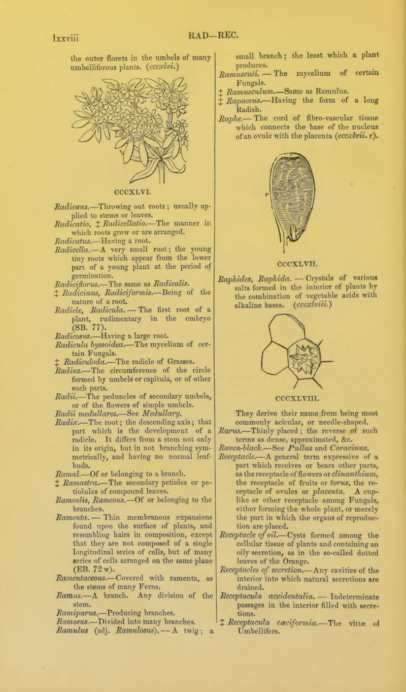 RAD—REC. tho outer florets in the umbels of many umbelliferous plants, (cccxlvi.) CCCXLVI. Radicans.—Throwing out roots ; usually ap- plied to stems or leaves. Radicatio, X Eadicellatio.—The manner in which roots grow or are arranged. Radicatus.—Having a root. Radicella.—A very small root; the young tiny roots which appear from the lower part of a young plant at the period of germination. Radidjlorus.—The same as Radicalis. J Radicinm, Radiciformis,—Being of the nature of a root. Radicle, Radicula. — The first root of a plant, rudimentary in the embryo (SB. 77). Radicosus.—Having a large root. Radicula byssoidea.—The mycelium of cer- tain Fungals. i Radiculoda.—The radicle of Grasses. Radius.—The circumference of the circle formed by umbels or capitula, or of other such parts. Radii.—The peduncles of secondary umbels, or of the flowers of simple umbels. Radii medMllares.—See Medullary. Radix.—The root; the descending axis; that part which is the development of a radicle. It differs from a stem not only in its origin, but in not branching sym- metrically, and having no normal leaf- buds. Ramal.—Of or belonging to a branch. J Ramastra.—The secondary petioles or pe- tiolulcs of compound leaves. Ramealis, Rameous.—Of or belonging to the branches. Ramenta. — Thin membranous expansions found upon the surface of plants, and resembling hairs in composition, except that they are not composed of a single longitudinal series of cells, but of many series of cells arranged on the same plane (EB. 72 w). Ramentaceovs.—Covered with ramenta, as the stems of many Ferns. Ramus.—A branch. Any division of the stem. Ramiparus.,—Producing branches. Ramosus.—Divided into many branches. Ramulus (adj. Ramulosivs). — A twig; a small branch; the least which a plant produces. Ramusculi. — The mycelium of certain Fungals. X Rammculum.—Same as Ramulus. X Rapaceus.—Having the form of a long Radish. Raphe.— The cord of fibro-vascular tissue which connects the base of the nucleus of an ovule with the placenta (cccxlvii. r). CCCXLVII. Raphidcs, Raphida. — Crystals of varioua salts formed in the interior of plants by the combination of vegetable acids with alkaline bases, (cccxlviii.) CCCXLVIII. They derive their name from being most commonly acicular, or needle-shaped. Rams.—Thinly placed ; the reverse of such terms as dense, approximated, &c. Raven-black.—See Pullus and Coracinus. Receptacle.—A general term expressive of a part which receives or bears other parts, as the receptacle of flowers or clinanthium, the receptacle of fruits or torus, the re- ceptacle of ovules or placenta. A cup- like or other receptacle among Fungals, either forming the whole plant, or merely the part in which the organs of reproduc- tion are placed. Receptacle of oil.—Cysts formed among the cellular tissue of plants and containing an oily secretion, as in the so-called dotted leaves of the Orange. Receptacles of secretion.—Any cavities of the interior into which natural secretions are drained. Receptacula accidcntalia. — Indeterminate passages in the interior filled with secre- tions. t Receptacula caciformia.—The vittae of Umbellifers.