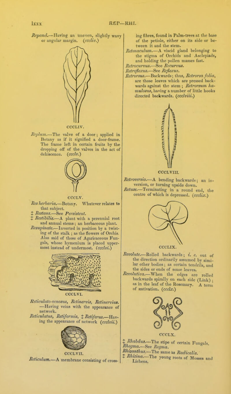 REP—RHI. Jtepand.—Having an uneven, slightly wavy or angular margin, (cccliv.) CCCLIV. Bcplum.—The valve of a door; applied in Botany as if it signified a door-frame. The frame left in certain fruits by the dropping off of the valves in the act of dehiscence, (ccclv.) CCCLV. Res herbana.—Botany, Whatever relates to that subject. t Restans.—See Persistent. X Restibilis.—A plant with a perennial root and annual stems ; an herbaceous plant. Resupiriate.—Inverted in position by a twist- ing of the stalk ; as the flowers of Orchis. Also said of those of Agaricaceous Fun- gals, whose hymenium is placed upper- most instead of undermost, (ccclvi.) CCCLVI. Reticulato-venosus, Retimrvis, Retinerviut. —Having veins with the appearance of network. Reticulatus, Retiformis, XRetifei'us.—Hav- ing the appearance of network (ccclvii.) CCCLVII. Reticulum.—A membrane consisting of cross- ing fibres, found in Palm-trees at tlie base of the petiole, either on its side or be- tween it and the stem. Retinaculum.—A viscid gland belonging to the stigma of Orchids and Asclepiads, and holding the pollen masses fast. Retrocurvus.—See Rccurvus. Retroflexus.—See Rejlexus. Retrwsus.—Backwards; thus, Retrorsa folia, are those leaves which are pressed back- wards against the stem ; Rctrorsum ha- mulosus, having a number of little hooks directed backwards, (ccclviii.) CCCLVIII. Retroversio.—A bending backwards; an in- version, or turning upside down. Retuse.—Terminating in a round end, the centre of which is depressed, (ccclix.) CCCLIX. Revolute.—Rolled backwards; t, <?. out of the direction ordinarily assumed by simi- lar other bodies ; as certain tendrils, and the sides or ends of some leaves. Revo'utiva.—When the edges are rolled backwards spirally on each side (Link) ; as in the leaf of the Rosemary. A term of aestivation, (cccte.) CCCLX. t Rhabdus.—The stipe of certain Fungais Rfiegma.See Regma. Rhmm,thus.~-The same as Radicalis. + Rhmna.—'Yhe young roots of Mosses and Lichens.