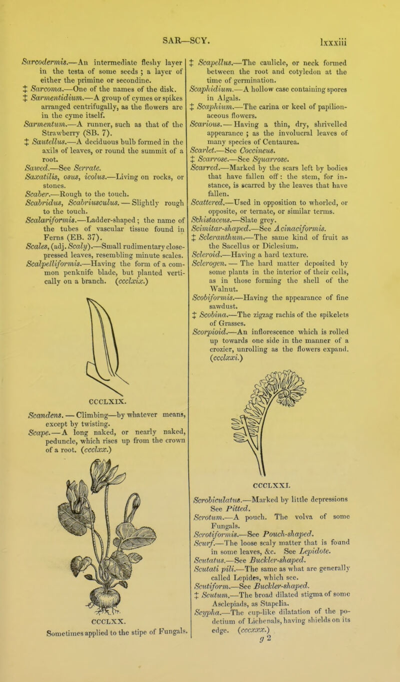 Sarcodermu.—An intermediate fleshy layer in the testa of some seeds ; a layer of either the primine or secondine. X Sarcoma.—One of the names of the disk. X Sarmentidium.—A group of cymes or spikes an-anged centrifugally, as the flowers are in the cyme itself. Sarmentum.—A runner, such as that of the Strawberry (SB. 7). X Sautellas.—A deciduous bulb foinned in the axils of leaves, or round the summit of a root. Salved.—See Serrate. Saxatilis, osus, icolv^.—Living on rocks, or stones. Scaher.—Rough to the touch. Scahridus, Scabriusculus. — Slightly rough to the touch. Scalariformis.—Ladder-shaped •, the name of the tubes of vascular tissue found in Ferns (EB. 37). Scales, (adj. &ai?/).—Small rudimentary close- pressed leaves, resembling minute scales. Scalpelliformis.—Having the form of a com- mon penknife blade, but planted verti cally on a branch, (ccclxix.) CCCLXIX. Scmdena. — Climbing—by whatever means, except by twisting. Scape. — A long naked, or nearly naked, peduncle, which rises up from the crown of a root, (ccclxx.) Scapellus.—Tlie caulicle, or neck formed between the root and cotyledon at the time of germination. Scaphidium.—A hollow case containing spores in Algals. + Scaphium.—The carina or keel of papilion- aceous flowers. Scari(ms.— Having a thin, dry, shrivelled appearance ; as the involucral leaves of many species of Centaurea. Scarlet.—See Coccitieus. X Soarrose.—See Squarrose. Scarred.—Marked by the scars left by bodies that have fallen off: the stem, for in- stance, is scarred by the leaves that have fallen. Scattered.—Used in opposition to whorlcd, or opposite, or ternate, or similar terms. StMstaceus.—SidLiQ grey. Scimitar-shaped.—See A cinaciformis. X Scleranthum.—The same kind of fruit as the Sacellus or Diclesium. Sclermd.—Having a hard texture. Sclcrogen. — The hard matter deposited by some plants in the interior of their cells, as in those forming the shell of the Walnut. Scobifoiinis.—Having the appearance of fine sawdust. X Scobiiia.—The zigzag rachis of the spikelets of Grasses. Scorpioid.—An inflorescence which is rolled up towards one side in the manner of a crozier, unrolling as the flowers expand. (ccclxxi.) CCCLXX. Sometimes applied to the stipe of Fungals CCCLXXI. Scrohiculatm.—Marked by little depressions See PiUed. Scrotum.—A pouch. The volva of some Fungals. Scrotifwmis.—See Pouch-shaped. Scurf.—The loose scaly matter that is found in some leaves, &c. See Lepidote. Sctitafus.—See Buckler-shaped. Scutali pili.—The same as what are generally called Lepides, which see. Scutiform.—See Buckler-shaped. X Scutum.—The broad dilated stigma of some Asclepiads, as Stapclia. Scypha.—The mp-like dilatation of the po- dctium of Licbenals, having shields on its edge, {cccxxx.) 5-2