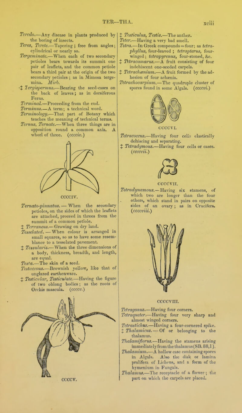 TER—TIIA. Teredo.—Any disease in plants produced by the boi'ing of insects. Teres, Terete.—Tapering; free from angles; cylindrical or nearly so. Tergeminute.—When each of two secondary petioles bears towards its summit one pair of leaflets, and the common petiole bears a third pair at the origin of the two secondary petioles ; as in Mimosa terge- mina. Mirb. X lefrgispermm.—Bearing the seed-cases on the back of leaves; as in doi'siferous Ferns. Ternmml.—Proceeding from the end. Teiminus A term; a technical word. Terminology.—That part of Botany which teaches the meaning of technical terms. Ternus, Temate.—When three things are in opposition round a common axis. A whorl of three, {cccciv.) CCCCIV, Temato-pinnatus. — When the secondary petioles, on the sides of which the leaflets are attached, proceed in threes from the summit of a common petiole. X Terraneus.— Growing on dry land. Tesselated.—When colour is arranged in small squares, so as to have some resem- blance to a tesselated pavement. J Tessularis.—When the three dimensions of a body, thickness, breadth, and length, are equal. Tesfa.—The skin of a seed. Testaceous.—Brownish yellow, like that of unglazed earthenware. X Testicular, Testicu/ate.—Having the figure of two oblong bodies; as the roots of Orchis mascula. {ccccv.) X Testiculus, Testis.—The anther. Teter.—Having a very bad smell. Tetra.—In Greek compounds = four; as tetra- phyllus, four-leaved ; tetrapterus, four- winged ; tetrapyrenus, four-stoned, &c. X Tetracama/rus.—A fruit consisting of four indehiscent one-seeded carpels. X Tetrach(B7iivm.—A fruit formed by the ad- hesion of four achaenia. Tetrachocarpium.—The quadruple cluster of spores found in some Algals. (^ccccvi.) CCCCVI. Tetracoccm,—Having four cells elastically dehiscing and separating. X Tetradymous.—Having four cells or cases. (ccccvii.) CCCCVII. Tetradynamous.—Having six stamens, of which two are longer than the four others, which stand in pairs on opposite sides of an ovary; as in Crucifers. (^ccccviii.) CCCCV. CCCCVIII. Tefragonus.—Having four corners. Tetraqueter.—Having four very sharp and almost winged corners. Tetrastichus.—Having a four-cornered spike. X Thalamicus. — Of or belonging to the thalamus. Thalamiflorus.—Having the stamens arising immediately from the thalamus(SB. 88,1). Thalamium.—A hollow case containing spores in Algals. Also the disk or lamina prolifera of Lichens, and a form of the hymenium in Fungals. Thalamus.—The receptacle of a flower; the part on which the carjjels arc placed.