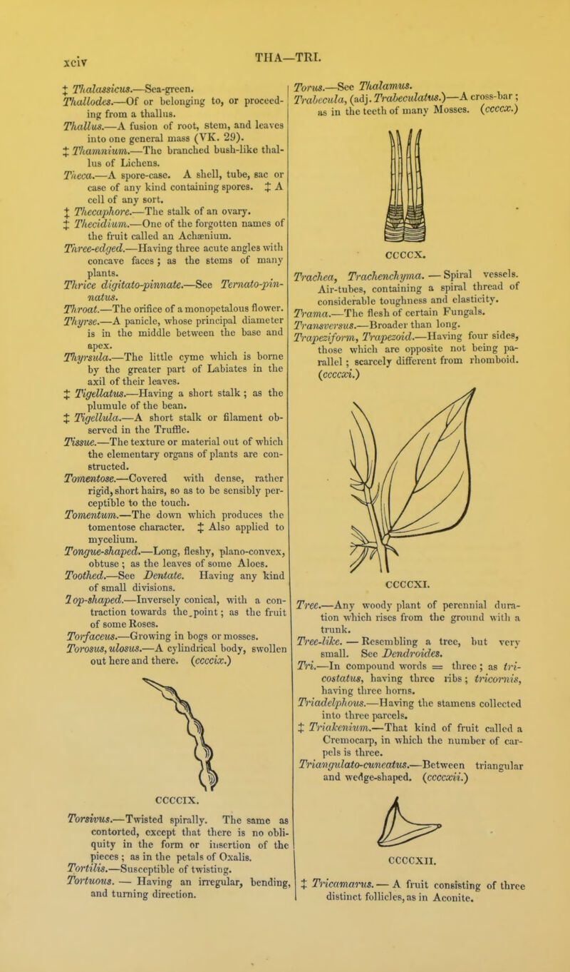 THA—TRI. + Tlialassicus.—Sea-green. Tkallodcs.—Of or belonging to, or proceed- ing from a thalliis. Tkallws.—A fusion of root, stem, and leaves into one general mass (VK. 29). X Tkamnium.—The branched bush-like thal- lus of Lichens. Tiieca.—A spore-case. A shell, tube, sac or case of any kind containing spores. J A cell of any sort. J Thccaphore.—The stalk of an ovary. X Thecidium.—One of the forgotten names of the fi'uit called an Achaenium. Three-edged.—Having three acute angles with concave faces ; as the stems of many plants. Thnce digitato-finnate.—See Temato-pin- natus. Tliroat.—The orifice of a monopetalous flower. Thyrse.—A panicle, whose principal diameter is in the middle between the base and apex. Tkyrsula.—The little cyme which is borne by the greater part of Labiates in the axil of their leaves. X Tigellatus.—Having a short stalk; as the plumule of the bean. X Tigellula.—A short stalk or filament ob- served in the TrufBe. Tissue.—The texture or material out of which the elementary organs of plants are con- structed. Tomentose.—Covered with dense, rather rigid, short hairs, so as to be sensibly per- ceptible to the touch. Tomentum.—The down which produces the tomentose character. X Also applied to mycelium. Tongue-sha'ped.—Long, fleshy, plano-convex, obtuse ; as the leaves of some Aloes. Toothed.—See Dentate. Having any kind of small divisions. 2 op-shaped.—Inversely conical, with a con- traction towards the.point; as the fruit of some Roses. Torfaceus.—Growing in bogs or mosses. Torosfus, ulosus.—A cylindrical body, swollen out here and there, (ccccix.) CCCCIX. Torsivus.—Twisted spirally. The same as contorted, except that there is no obli- quity in the form or insertion of the pieces ; as in the petals of Oxalis. Tortilis.—Susceptible of twisting. Tortuous. — Having an in'egular, bending, and turning direction. Torus.—See Tlialamus. Trabecula, (a.AyTrabeculatus.)—K cross-bar; as in the teeth of many Mosses, (ccccx.) CCCCX. Trachea, Trachenchyma. — Spiral vessels. Air-tubes, containing a spiral thread of considerable toughness and elasticity. Trama.—The flesh of certain Fungals. Transversus.—Broader than long. Trapezifo7-m, Trapezoid.—Having four sides, those which are opposite not being pa- rallel ; scarcely different from rhomboid. (cccccci.) CCCCXI. Tree.—Any woody plant of perennial dura- tion which rises from the ground witli a trunk. Tree-like. — Resembling a tree, but very small. See Dendroides. Tri.—In compound words = three; as tri- costatus, having three ribs; tncomis, having three horns. Triadelphous.—Having the stamens collected into three parcels. X Trial'tnium.—That kind of fruit called a Cremocarp, in which the number of car- pels is three. Triangulato-cuncatus.—Between triangular and wedge-shaped, (ccccxii.) CCCCXII. X Tricama'i'us. — A fruit consisting of three distinct follicles, as in Aconite.