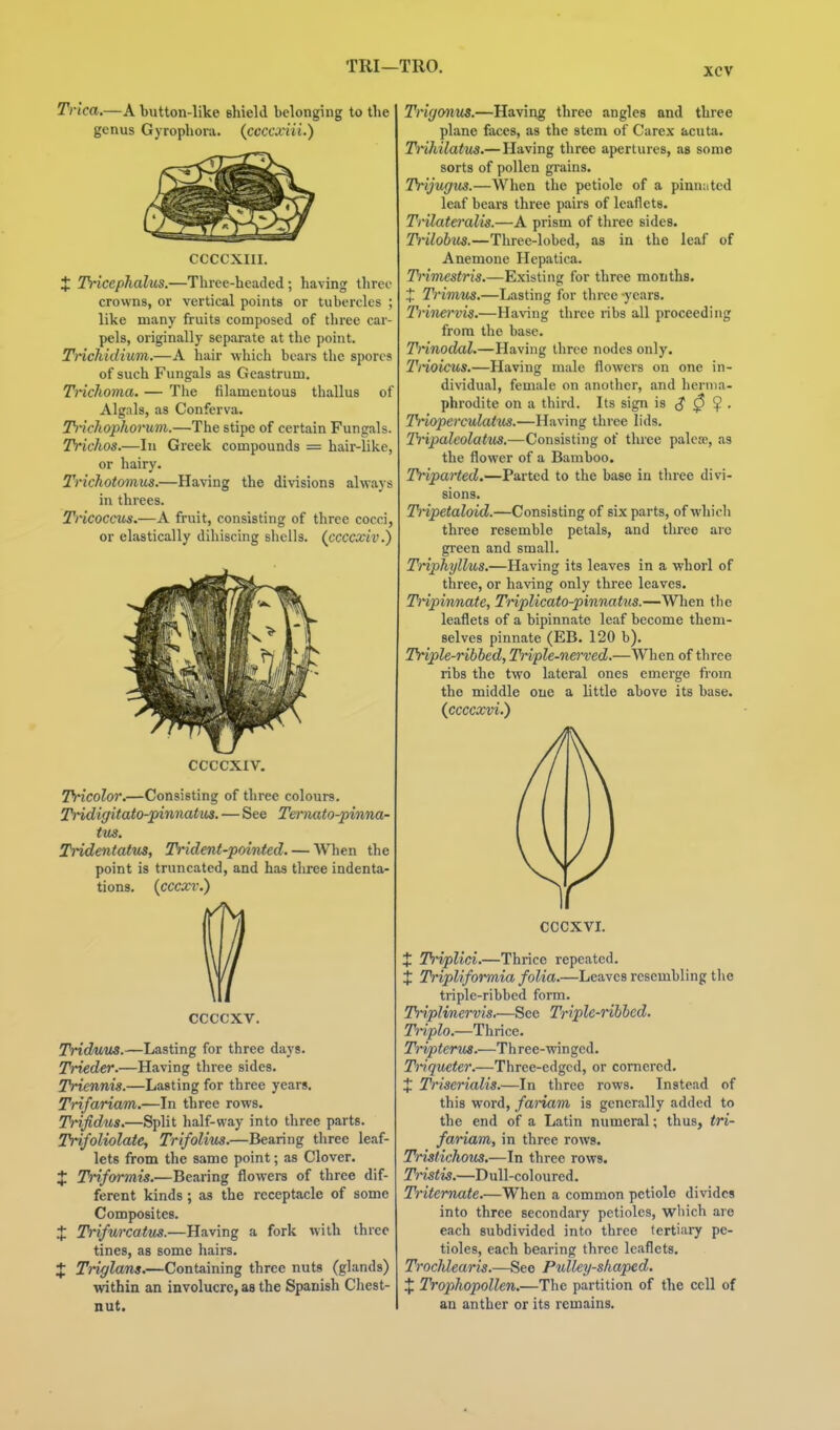 TRI—TRO. Tnca.—A button-like ehield belonging to the genus Gyrophoi-a. (ccccxiii.) CCCCXIII. i Th'icephalus.—Three-headed; having three crowns, or vertical points or tubercles ; like many fruits composed of three car- pels, originally separate at the point. Tnchidium.—A hair which bears the spores of such Fungals as Geastrum. Trichoma. — The filamentous thallus of Algals, as Conferva. Tt'icJiopkorum.—The stipe of certain Fungals. Trichos.—In Greek compounds = hair-like, or hairy. SVichotomus.—Having the divisions always in threes. Ti'icoccus.—A fruit, consisting of three cocci, or elastically dihiscing shells, (ccccxiv.) CCCCXIV. Tricolor.—Consisting of three colours. Tridigitato-pinnatus. — See Tmiato-pinna- tus. TridentattiS, Trident-pointed. — Wl\en the point is truncated, and has tiiree indenta- tions, (cccxv.) ccccxv. Tridwus.—Lasting for three days. Trieder.—Having three sides. Triennis.—Lasting for three years. Trifariam.—In three rows. THfidus.—Split half-way into three parts. Trifoliolate, Trifolius.—Bearing three leaf- lets from the same point; as Clover. X Triformis.—Bearing flowers of three dif- ferent kinds; as the receptacle of some Composites. X Trifurcatus.—Having a fork with three tines, as some hairs. X Triglans.—Containing three nuts (glands) within an involucre, as the Spanish Chest- nut. Trigonus.—Having three angles and three plane faces, as the stem of Carex acuta. Trihilatus.— Having three apertures, as some sorts of pollen gi'ains. Trijugm.—When the petiole of a pinu:itcd leaf beara three pairs of leaflets. Trilateralis.—A prism of three sides. Trilohus.—Three-lobed, as in the leaf of Anemone Hepatica. Trimestris.—Existing for three months. X Trimus.—Lasting for three -years. Trina'vis.—Having three ribs all proceeding from the base. Tnnodal.—Having three nodes only. Trioicus.—Having mule flowers on one in- dividual, female on another, and herma- phrodite on a third. Its sign is $ 0 ^ . Trioperculattts.—Having three lids. Tripaleolatus.—Consisting of three palcje, as the flower of a Bamboo. Triparted.—Parted to the base in three divi- sions. Tripetaloid.—Consisting of six parts, of which three resemble petals, and three are green and small. Triphyllus.—Having its leaves in a whorl of three, or having only three leaves. Tripinnate, Tnplicato-pinnatus.—When tlie leaflets of a bipinnate leaf become them- selves pinnate (EB. 120 b). Triple-ribbed, Tnple-nerved.—When of three ribs the two lateral ones emerge from the middle one a little above its base. {ccccxvi.) CCCXVI. X Trvplici.—Thrice repeated. X Tripliformia folia.—Leaves resembling the triple-ribbed form. Triplimervis,—See Triple-ribbed. Tnplo.—Thrice. Tripterus.—Three-winged. Triqueter.—Three-edged, or cornered. X Triserialis.—In three rows. Instead of this word, fariam is generally added to the end of a Latin numeral; thus, tri- fariam, in three rows. Trisfichoris.—In three rows. T^istis.—Dull-coloured. Triternate.—When a common petiole divides into three secondary petioles, which are each subdivided into three tertiary pe- tioles, each bearing three leaflets. Trocklearis.—Sec Pulley-shaped. X Trophopollen.—The partition of the cell of an anther or its remains.