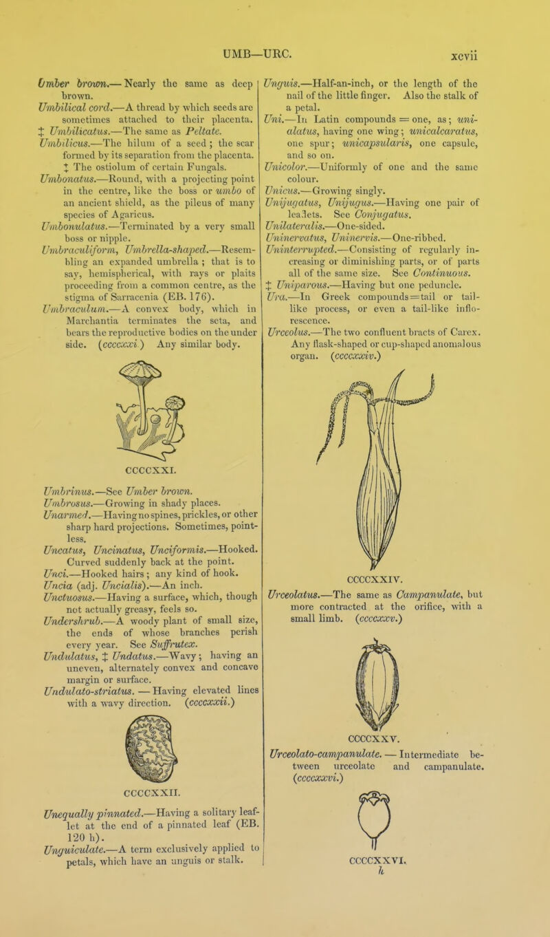 • Nearly the same as deep Omher brcyim. hrown. Umbilical cord.—A thread by which seeds arc sometimes attached to their placenta. J Umbilicatus.—The same as Peltate. Umbilicus.—The hiluni of a seed ; the scar formed by its separation from the placenta. ;t The ostiolum of certain Fungals. Umbonatus.—Round, with a projecting point in the centre, like the boss or umbo of an ancient shield, as the pileus of many species of Agaricus. Unibonulatus.—Terminated by a very small boss or nipple. Umbraculiforoi, Umbrella-shaped.—Resem- bling an expanded umbrella ; that is to say, hemispherical, with rays or plaits proceeding from a common centre, as the stigma of Sarracenia (EB. 176). Umbraculum.—A convex body, which in Marchantia terminates the seta, and bears the reproductive bodies on the under side, (^ccccxxi) Any similar body. CCCCXXI. Umbnnus.—See Umber broion. Umbrosus.—Growing in shady places. Unarmed}.—Hanngnospines,prickles, or other sharp hard projections. Sometimes, point- less. Uncatus, UncirMtus, Unciformis.—Hooked. Curved suddenly back at the point. Unci.—Hooked hairs ; any kind of hook. Uncia (adj. Uncialis).—An inch. Unctuosus.—Having a surface, which, though not actually greasy, feels so. Undershrub.—A woody plant of small size, the ends of whose branches perish every year. See Suffrutex. Undidatus, X Undatus.—Wavy; having an uneven, alternately convex and concave margin or surface. Undulato-striatus. — Having elevated lines with a wavy direction, (ccccxxii.) CCCCXXII. Unequally pinnated.—Having a solitary leaf- let .at the end of a pinnated leaf (EB. 120 h). Unyuiculate.—A term exclusively applied to petals, which have an unguis or stalk. Unr/uis.—Half-an-inch, or the length of the nail of the little finger. Also the stalk of a petal. Uni.—In Latin compounds = one, as; uni- alatus, having one wing; unicalcaratus, one spur; unicapsularis, one capsule, and so on. Unicolor.—Uniformly of one and the same colour. Vnicus.—Growing singly. Unijugatus, Unijugus.—Having one pair of lea .lets. See Conjugatus. Unilateralis.—One-sided. Unine)-vutm, Uninervis.—One-ribbed. Uninten'vptcd.—Consisting of regularly in- creasing or diminishing parts, or of parts all of tlie same size. See Continuous. X Uniparous.—Having but one peduncle. Ura.—In Greek compounds = tail or tail- like process, or even a tail-like inflo- rescence. Urccolus.—The two confluent bracts of Carex. Any flask-shaped or cup-shaped anomalous organ, {ccccxxiv.) CCCCXXIV. Urceolatus.—The same as Campanulate, but more contracted at the orifice, with a small limb, (jicccxxv.) CCCCXXV. Urceolato-campanulate. — Intermediate be- tween urceolatc and campanulate. (ccccxxvi.) CCCCXXVI. h