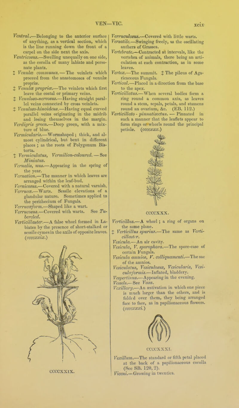 Ventral.—Belonging to the anterior surface of anything, as a vertical section, which is the line running down the front of a carpel on the side next the axis. Vmtricosus.—Swelling unequally on one side, as the corolla of many labiate and perso- nate plants. X Venules communis. — The veinlets which proceed from the anastomoses of venulas propria;. X Vcnuloe proprics.—The veinlets which first leave the costal or primary veins. J Vcnuloso-ne7'vostiS.—Having straight pai-al- lel veins connected by cross veinlets. :J: Venuloso-hinoideus.—Having equal curved parallel veins originating in the midrib and losing themselves in the margin. Verdigris green,—Deep green, with a mix- ture of blue. Vermicularis.—Wormshaped ; thick, and al- most cylindrical, but bent in different places ; as the roots of Polygonum Bis- torta. •J: Vermiculatus, Vermilion-colmred. — See Miniatus, Vernalis, nus.—Appearing in the spring of the year. Vernation.—The manner in which leaves are aiTanged within the leaf-bud. Vernicosus.—Covered with a natural varnish. Vei'TUCtB.—Warts. Sessile elevations of a glandular nature. Sometimes applied to the perithecium of Fuugals. Vcrmcc^orm.—Shaped like a wart. Verrucosus.—Covered with warts. See Tu- hercled. Verticillaster.—A false whorl formed in La- biates by the presence of short-stalked or sessile cymes in the axils of opposite leaves. (ccccxxix.) CCCCXXIX. Verruculosus.—Covered with little warts. Versatile.—Swinging freely, as the oscillating anthers of Grasses. Fe?'^e6ra<e.—Contracted at intervals, like the vertebra of animals, there being an arti- culation at each contraction, as in some leaves. Vertex.—The summit. J The pileus of Aga- ricaceous Fungals. Vertical.—Placed in a direction from the base to the apex. Verticillatus.—When several bodies form a ring round a common axis, as leaves round a stem, sepals, petals, and stamens round an ovarium, &c. (EB. 112.) Verticillato - pinnatisectus. — Pinnated in such a manner that the leaflets appear to form rings or whorls round the principal petiole, (ccccxxx.) CCCCXXX. Verticillus.—A whorl ; a ring of organs on the same plane. X Verticillus spurius.—The same as Vcrti- cillastiT. Vesicula.—An air cavity. Vesicula, V. sporophora.—The spore-case of certain Fungals. Vesicula amnios, F. colliquamcnti.—The sac of the amnios. Vesiculatus, Vesiculosus, Vesicularis, Vesi- culaformis.—Inflated, bladdery. Vesperiivus.—Appearing in the evening. Vessels.—^ec Vasa. Vcxillary.—An aistivation in which one piece is nnich larger than the others, and is fohkd over them, they being arranged face to face, as in papilionaceous flowers. (ccccxxoci.) CCCCXXXI. Vexillum.—The standard or fifth pctiil placed at the back of a papilionaceous coioUa (Sec SB. 120, 2). Viccni.— Growing in twenties.