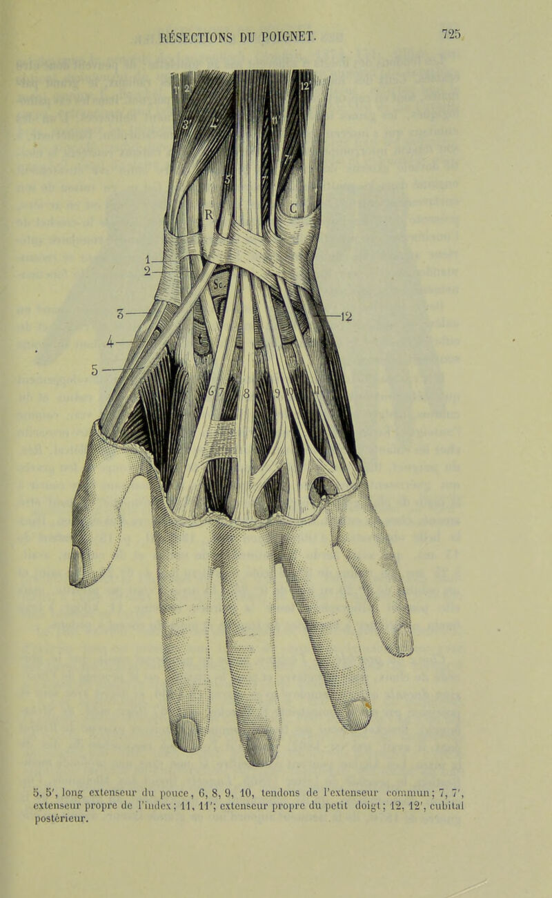 0, 5', long extenseur du ponce, 6,8,9, 10, lendons de rcxlcnseur commun ; 7, 7', extenseur propre de l'index; II, 11'; extenseur propre du ]ietit doigt; 12, 15', cubital postérieur.