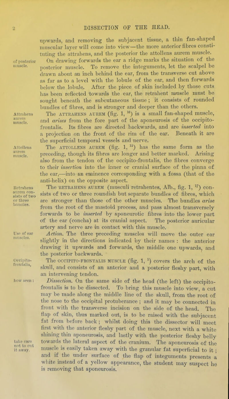 i)f posterior laiiscle. Attrahciis auioni muscle. Attolleiis atirein muscle. Uctrahcns aureni cou- sist.i of two or three buuales. Use of car inu.scle.s. t)cciiiito- frontali.s, liow .seen ; take care not to cut it away. upwards, and removing the subjacent tissue, a thin fan-shaped muscular layer will come into view—the more anterior fibres consti- tuting the attrahens, and the posterior the attollens aurem muscle. On drawing forwards the eaa- a ridge marks the situation of the posterior muscle. To remove the integuments, let the scalpel be drawn about ao inch behind the ear, from the transverse cut above as far as to a level with the lobule of the ear, and then forwards below the lobuJe. Aftei- the piece of skin included by those cuts has been reflected towards the ear, the retrahent nanscle must be sought beneath the subcutaneous tissue ; it consists of rounded bundles of fibres, and is stronger and deeper than the others. The ATTRAHENS AUREM (fig. 1, is a small fan-shaped muscle, and ai'ises from the fore part of the aponeurosis of the occipito- fi-ontalis. Its fibres are directed backwards, and are inserted into a projection on the front of the rim of the ear. Beneath it are tlie superficial temporal vessels and nerve. The ATTOLLENS AUREM (fig. 1, has the same form as the preceding, though its fibres are longer and better marked. Arising also from the tendon of the occipito-frontalis, the fibres converge to their insertion into the inner or cranial surface of the pinna of the ear,—into an eminence corresponding with a fossa (that of the anti-helix) on the opposite aspect. The RETRAHENS AUFREM (musculi retrahentes, Alb., fig. 1, con- sists of two or three roundish but separate bundles of fibres, which are stronger than those of the other muscles. Tlie bundles arise from ihe root of the mastoid process, and pass almost transversely forwards to be inserted by aponeurotic fibres into the lower part of the ear (concha) at its cranial aspect. The ^wsterior auricular artery and nerve are in contact with this muscle. Action. The three preceding muscles will move the outer ear slightly in the directions indicated by their names : the anterior drawing it upwards and forwards, the middle one upwards, and the posterior backwards. The occiPiTO-FRONTALTS MUSCLE (fig. 1, ^) covers the arch of the skull, and consists of an anterior and a posterior fleshy part, with an intervening tendon. Dissection. On the same side of the head (the left) the occipito- frontalis is to be dissected. To bring this muscle into view, a cut may be made along the middle line of the skull, from the root of the nose to the occipital protuberance ; and it may be connected in front with the transverse incision on the side of the head. The flap of skin, thus marked out, is to be raised with the subjacent fat from before back ; whilst doing this the dissector will meet first with the anterior fleshy part of the muscle, next with a white shining thin aponeurosis, and lastly with the posterior fleshy belly towards the lateral aspect of the cranium. The aponeurosis of the muscle is easily taken aAvay with the granular fat superficial to it; and if the under surface of the flap of integuments presents a wliite instead of a yellow appearance, the student may suspect he is removing that aponeurosis.