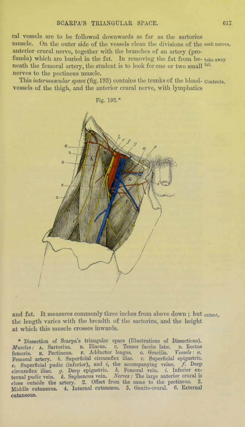 ral vessels are to be followed downwards as far as the sartorius muscle. On the outer side of the vessels clean the divisions of the seek nerves, anterior crural nerve, together with the branches of an artery (pro- funda) which are buried in the fat. In removing the fat from be- take away neath the femoral artery, the student is to look for one or two small nerv'es to the pectineus muscle. This intermuscular space (fig. 193) contains the tnmks of the blood- couteuts, vessels of the thigh, and the anterior crural nerve, with lymphatics Fig. 193.* and fat. It measures commonly three inches from above down ; but extent,, the length varies with the breadth of the sartorius, and the height at which this muscle crosses inwards. * Dissection of Scarpa's triangidar space (Illustrations of Dissections). Muscles: A, Sartorius. B. Iliacus. c. Tensor fasciae lata. d. Rectus femoris. E. Pectineus. F. Adductor longus. g. Gracilis. Vessels: a. Femoral artery, h. Superficial circumflex iliac, c. Superficial epigastric. e. Superficial pudic (inferior), and i, the accompanying veins. /. Deep circumflex iliac, (f. Deep epigastric, h. Femoral vein. i. Inferior ex- ternal pudic vein. k. Saphenous vein. Nerves : The large anterior crural is close outside the artery. 2. Offset from the same to the pectineus. 3. Middle cutaneous. 4. Internal cutaneous. 5. Genito-crural. 6. External cutaneous.