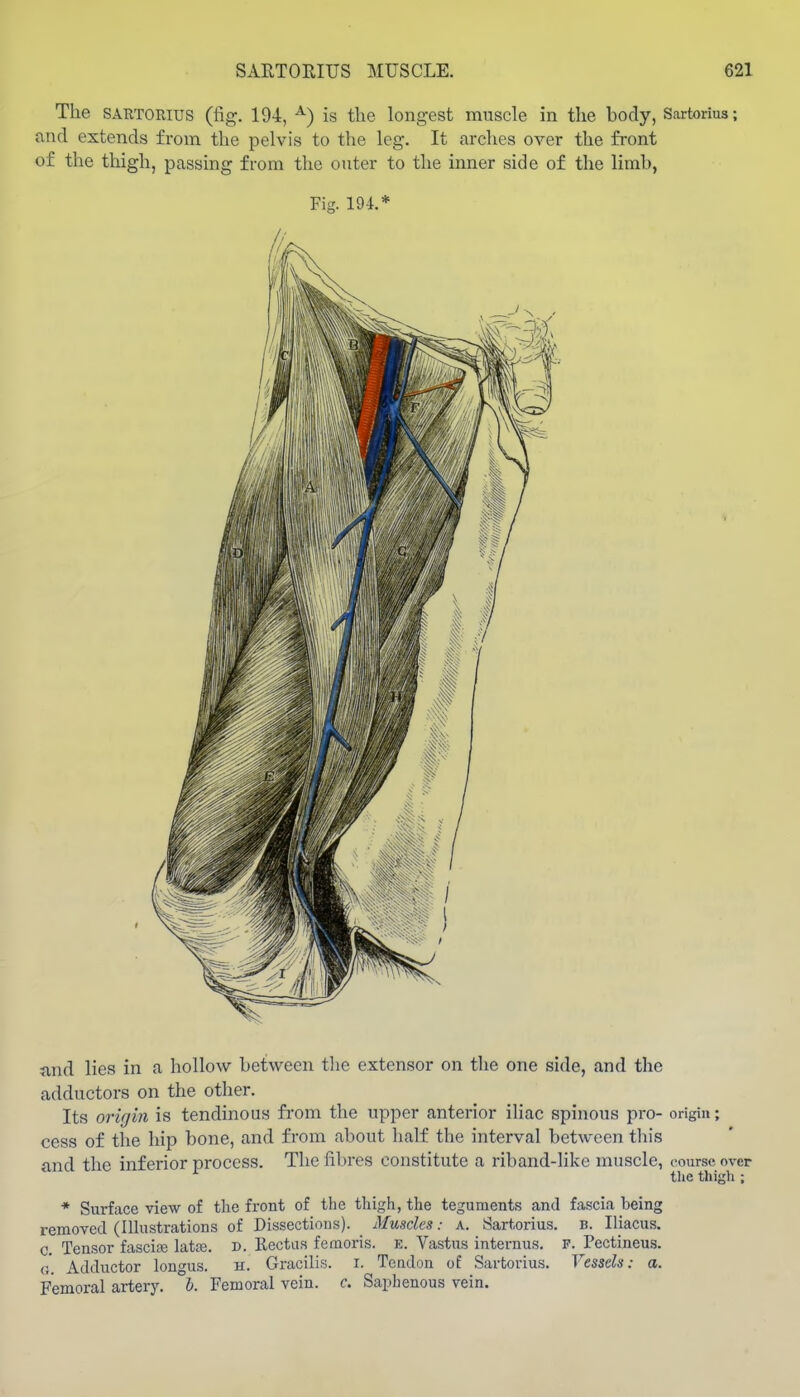 The SARTORius (fig. 194, ^) is the longest muscle in the body, Sartorius; and extends from the pelvis to the leg. It arches over the front of the thigh, passing from the outer to the inner side of the limb, Fig. 194.* and lies in a hollow between the extensor on the one side, and the adductors on the other. Its origin is tendinous from the upper anterior iliac spinous pro- origin; cess of the hip bone, and from about half the interval between this and the inferior process. The fibres constitute a riband-like muscle, course over the thigh ; * Surface view of tlie front of the thigh, the teguments and fascia being removed (Illustrations of Dissections). Muscles: a. Sartorius. b. Iliacus. c Tensor fascire latte. d. Rectus femoris. e. Vastus internus. F. Pectineus. g' Adductor longus. h. Gracilis, i. Tendon of Sartorius. Vessels: a. Femoral artery, b. Femoral vein. c. Saphenous vein.