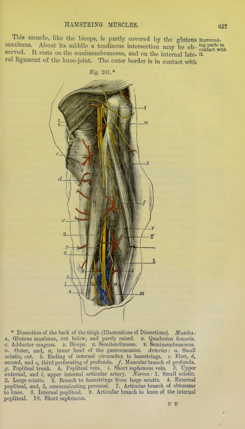 HAMSTRING MUSCLES. 667 This muscle, like the biceps, is partly covered by the gluteus Surrotind- luaximus. About its middle a tendinous intersection may be ob- 'SPartski Ti i. .1 . , , contact With seivert. it rests on the semimembranosus, and on the internal late- it. ral ligament of the knee-joint. The outer border is in contact with Fig. 201.* * Dissection of the back of the thigh (Illustrations of Dissections). Muscles: A. Gluteus maximus, cut below, and partly raised. B. Quadratus fenioris. <3. Adductor magnus. D. Biceps, e. Semitendinosus. p. Semimembranosus, ■o. Outer, and, h, inner head of the gastrocnemius. Arteries: a. Small sciatic, cut. b. Ending of internal circumflex to hamstrings, c. First, d, second, and e, third perforating of profunda. /. Muscular branch of profunda. ^. Popliteal trunk. 7i. Popliteal vein. i. Short saphenous vein. k. Upper external, and I, upper internal articular artery. Nerves: 1. Small sciatic. 2. Large sciatic. 3. Branch to hamstrings from large sciatic. 4. External popliteal, and, 5, communicating peroneal. 7. Articular branch of obturator to knee. 8. Internal popliteal. 9. Articular branch to knee of the internal popliteal. 10. Short saphenous. U TJ