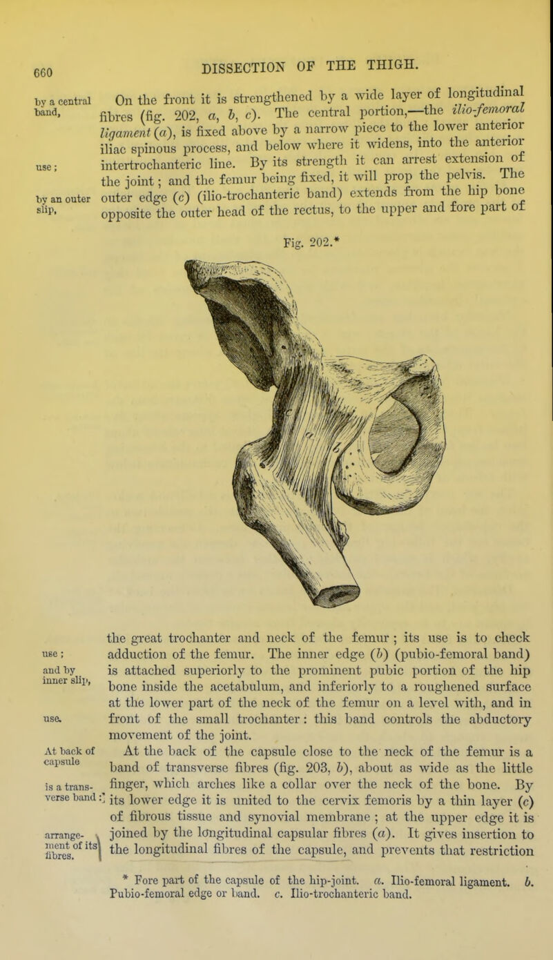 On the front it is strengthened by a Avicle layer of longitudinal fibres (fig ''02 a, h, c). The central portion,—the iho-femoraL liaament (a), is fixed above by a narrow piece to the lower anterior iliac spinous process, and below wliere it widens, into the anterior intertrochanteric line. By its strength it can arrest extension of the joint; and the femur being fixed, it will prop the pelvis. The by an outer outer edge (c) (ilio-trochanteric band) extends fi-om the hip bone ''P- opposite the outer head of the rectus, to the upper and fore part ot Fig. 202.* by a central band. use; the great trochanter and neck of the femur ; its use is to check use; adduction of the femur. The inner edge (h) (pubio-femoral band) and by is attached superiorly to the prominent pubic portion of the hip inner slip, -[^q^q inside the acetabulum, and inferiorly to a roughened surface at the lower part of the neck of the femur on a level with, and in use. front of the small trochanter: this band controls the abductory movement of the joint. At back of At the back of the capsule close to the neck of the femur is a capsule hand of transverse fibres (fig. 203, h), about as wide as the little is a trans- finger, which arches like a collar over the neck of the bone. By verse band:' j^g lower edge it is united to the cervix f emoris by a thin layer (c) of fibrous tissue and synovial membrane ; at the upper edge it is arrange- . joined by the longitudinal capsular fibres (a). It gives insertion to libres.^^ \ longitudinal fibres of the capsule, and prevents that restriction * Fore part of the capsule of the hip-joint, a. Ilio-femoral Hgament. b. Pubio-femoral edge or band. c. Ilio-trochanteric band.