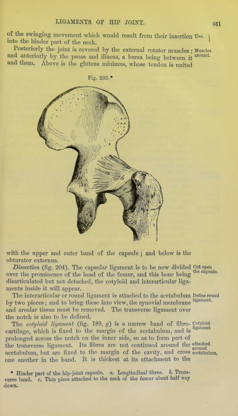 of the swinging movement which would result from their insertion Use. i into the hinder part of the neck. ' Posteriorly the joint is covered by the external rotator muscles ; Muscles and anteriorly by the psoas and iliacus, a bursa being between it and them. xVbove is the gluteus minimus, whose tendon is united with the upper and outer band of the capsule ; and below is the obturator externus. Dissection (fig. 204). The capsular ligament is to be now divided Cut open over the prominence of the head of the femur, and this bone being capsule, disarticulated but not detached, the cotyloid and interarticular liga- ments inside it will appear. The interarticular or roimd ligament is attached to the acetabulum Define rouud by two pieces ; and to bring these into view, the synovial membrane and areolar tissue must be removed. The transverse ligament over the notch is also to be defined. The coiyJoid ligament (fig. 189, g) is a narrow band of fibro- cartilage, which is fixed to the margin of the acetabulum, and is ° prolonged across the notch on the inner side, so as to form part of the transverse ligament. Its fibres are not continued around the attached r. -, ^ -PI • 1 around acetabulum, but are fixed to the margin of the cavity, and cross acetabulum, one another in the band. It is tliickest at its attachment to the * Hinder part of the hip-joint capsule, a. Longitudinal fibres. 6. Trans- verse band. c. Thin piece attached to the neck of the femur about half way down.