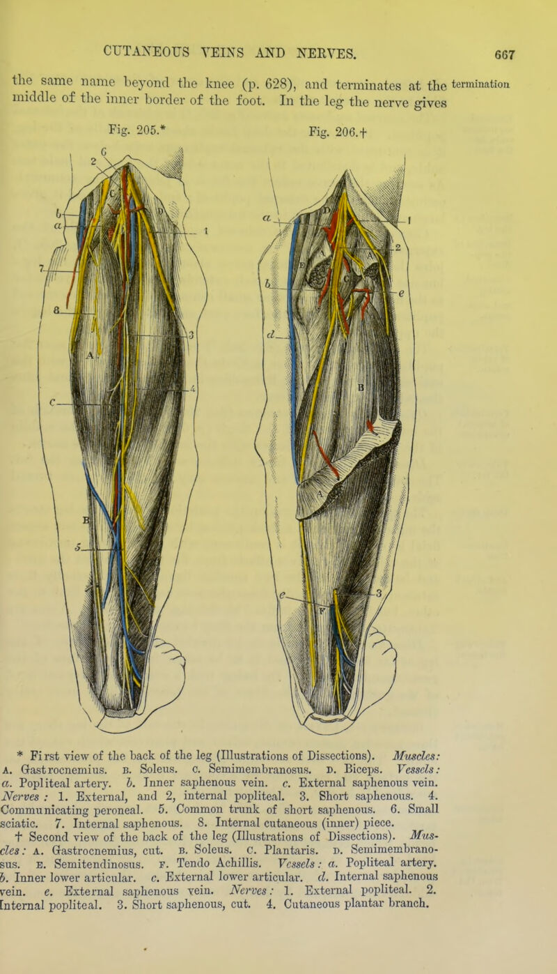the same name beyond the knee (p. 628), and terminates at the terminatioa middle of the inner border of the foot. In the leg the nerve gives Fig. 205.* Fig. 206.t * First view of the back of the leg (Illustrations of Dissections). Muscles: A. Gastrocnemius, b. Soleus. c. Semimembranosus, d. Biceps. Vessels: a. Popliteal arteiy. h. Inner saphenous vein. c. External saphenous vein. Nerves : 1. External, and 2, internal popliteal. 3. Short saphenous. 4. Communicating peroneal. 5. Common trunk of short saphenous. 6. Small sciatic. 7. Internal saphenous. 8. Internal cutaneous (inner) piece. t Second view of the back of the leg (Illustrations of Dissections). Mus- cles: A. Gastrocnemius, cut. B. Soleus. c. Plantaris. r>. Semimembrano- sus. E. Semitendinosus. F. Tendo Achillis. Vessels: a. Popliteal artery. b. Inner lower articular, c. External lower articular, d. Internal saphenous vein. e. External saphenous vein. Nerves: 1. External popliteal. 2. [ntemal popliteal. 3. Short saphenous, cut. 4. Cutaneous plantar branch.