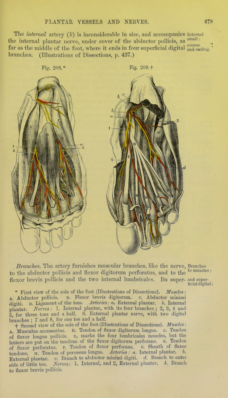 PLANTAR VESSELS AND NERVES. 670 Tlie internal artery (&) is inconsiderable in size, and accompanies internal the internal plantar nerve, under cover of the abductor pollicis, as ' far as the middle of the foot, where it ends in four superficial digital amuLiing.' branches. (Illustrations of Dissections, p. 437.) Fi?. 208.* Fig. 209. t Branches. The artery furnishes muscular branches, like the nerve, Brnnciies to the abductor pollicis and flexor digitorum pcrforatus, and to the '• flexor brevis pollicis and the two internal lumbricalcs. Its super- and super- ficial digital; * First view of tlie sole of the foot (Illustrations of Dissections). Muscles: A. Abductor pollicis. b. Flexor brevis digitorum. c. Abductor minimi dif^iti. D. Ligament of the toes, ^irto'/cs; a. External plantar. Z>. Intenial plantar. Nerves: 1. Internal plantar, with its four branches ; 2, 3, 4 and 6 for three toes and a half. 6. External plantar nerve, with two digital branches ; 7 and 8, for one toe and a half. f Second view of the sole of the foot (Illustrations of Dissections). Muscles: A. Musculus accessorius. B. Tendon of flexor digitorum longus. c. Tendon of flexor longus pollicis. D, marks the four himbricalcs muscles, but the letters are put on the tendons of the flexor digitorum perforans. e. Tendon of flexor pei-foratus. f. Tendon of flexor perforans. o. Sheath of flexor tendons, h. Tendon of peroneus longus. Arteries: a. Internal plantar, h. External plantar, c. Branch to abductor minimi digiti. d. Branch to outer side of little toe. JVcrves: 1. Internal, and 2, External plantar. 4. Branch to flexor brevis pollicis.