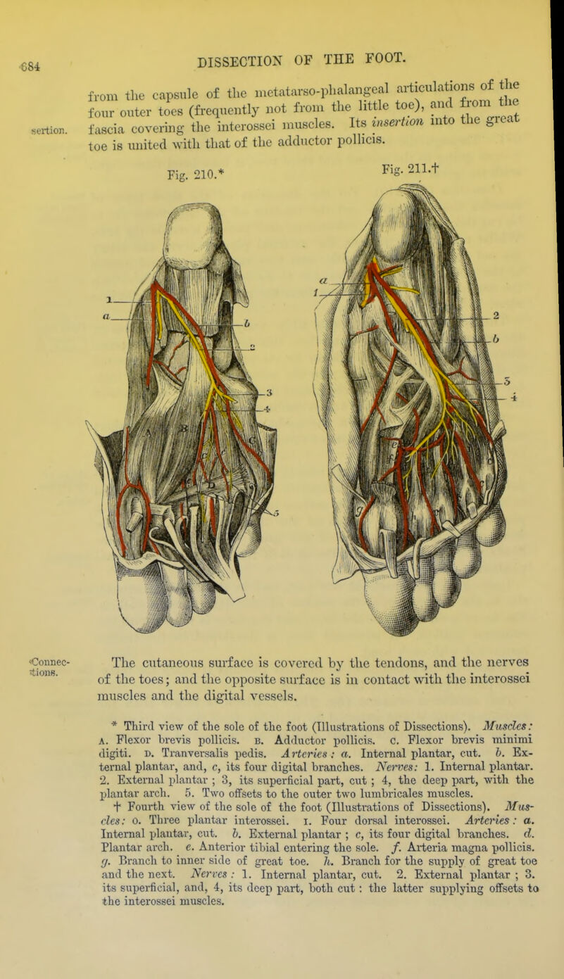 sertior. DISSECTION OF THE FOOT. from tlie capsule of the inctatarso-phalangcal articulations of tlie four outer toes (ft-eqnently not from the little toe), and ^om tire fascia covering the interossei jnuseles. Its znserUon into the gieat toe is united with that of the adductor polhcis. Pi 210.* F's- 2n.t «Connec- The cutaneous surface is covered by the tendons, and the nerves ..loiiB. ^1^^ ^^^g ^ ^^^1^ ^1^^ opposite surface is in contact with the interossei muscles and the digital vessels. * Third view of the sole of the foot (Illustrations of Dissections). Muscles: A. Flexor brevis pollicis. b. Adductor poUicis. c. Flexor brevis minimi digiti. D. Tranversalis pedis. Artcrks : a. Internal plantar, cut. h. Ex- ternal plantar, and, c, its four digital branches. Nerves: 1. Internal plantar. 2. External plantar ; 3, its superficial part, cut ; 4, the deep part, with the Ijlantar arch. 5. Two offsets to the outer two lumbricales muscles. + Fourth view of the sole of the foot (Illustrations of Dissections). Mus- cles: 0. Three plantar interossei. i. Four dorsal interossei. Artcj'ies: a. Internal plantar, cut. b. External plantar ; c, its four digital branches, d. Plantar arch. e. Anterior tibial entering the sole. /. Arteria magna pollicis. f/. Branch to inner side of great toe. h. Branch for the supply of great toe and the next. Nerves : 1. Internal plantar, cut. 2. External plantar ; 3. its superficial, and, 4, its deep part, both cut: the latter supplying offsets to the interossei muscles.