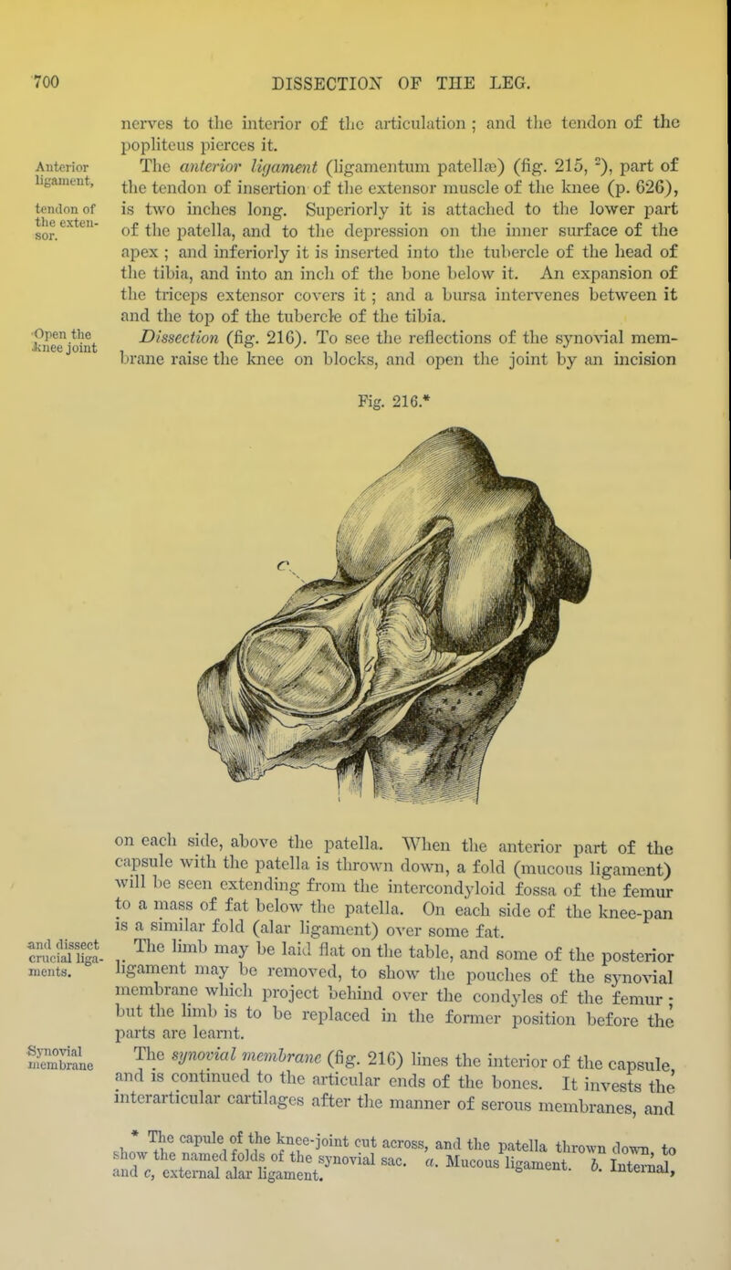 Anterior ligament, tendon of the exten- sor. •Open tlie Jinee joint nerves to the interior of the articulation ; and the tendon of the pophteus pierces it. The anterior licjament (hgamentum patella)) (fig. 215, ), part of the tendon of insertion of the extensor muscle of the knee (p. 626), is two inches long. Superiorly it is attached to the lower part of the patella, and to the depression on the inner surface of the apex ; and inferiorly it is inserted into the tubercle of the head of the tibia, and into an inch of the bone below it. An expansion of the triceps extensor covers it; and a bursa intervenes between it and the toj) of the tubercle of the tibia. Dissection (fig. 210). To see the reflections of the S3mo\aal mem- brane raise the knee on blocks, and open the joint by an uicision ■and dissect crucial liga- ments. Syno\nal membrane on each side, above the patella. When the anterior part of the capsule with the patella is thrown down, a fold (mucous ligament) will be seen extending from the intercondyloid fossa of the femur to a mass of fat below the patella. On each side of the knee-pan is a similar fold (alar ligament) over some fat. The limb may be laid flat on the table, and some of the posterior ligament may be removed, to show the pouches of the synovial membrane which project behind over the condyles of the femur - but the hmb IS to be replaced in the former position before the l^arts are learnt. The synovial membrane (fig. 216) lines the interior of the capsule and IS continued to the articular ends of the bones. It invests the mterarticular cartilages after the manner of serous membranes, and .ZJh'' '^P^V/i^^ W-joint cut across, and the patella tlu-oxvn i\omx to show the named folds of the synovial sac. a. Mucous ligament 6 Int^ri^ and c, external alai- hgament. c'^^^euL. u. imeinai.