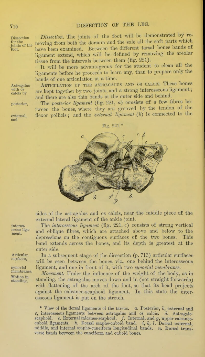 Dissection for the joints of the foot. Astragalus with OS calcis by posterior, exterual, and Dissection. The joints of the foot will be demonstrated by re- moving fi-om both the dorsum and the sole all the soft parts wluch have been examined. Between the different tarsal bones bands of ligament extend, which will be defined by removing the areolar tissue fi-om the intervals between them (fig. 221). It will be more advantageous for the student to clean all the ligaments before he proceeds to learn any, than to prepare only the bands of one articulation at a time. Articulation of tue astragalus and os calcis. These bones are kept together by two joints, and a strong interosseous ligament; and there are also thin bands at the outer side and behind. Tlie jwsterioi- ligament (fig. 221, o) consists of a few fibres be- tween the bones, where they are grooved by the tendon of the flexor pollicis; and the external ligament (h) is connected to the Fig. 221.* interos- seons liga- meut. Articular surfaces, synovial membranes. Motion in standing. sides of the astragalus and os calcis, near the middle piece of the external lateral ligament of the ankle joint. The interosseous ligament (fig. 221, c) consists of strong vertical and oblique fibres, which are attached above and below to the depressions on the contiguous sui'faces of the two bones. This band extends across the bones, and its depth is greatest at the outer side. In a subsequent stage of the dissection (p. 713) articular surfaces will be seen between the bones, viz., one behind the interosseous ligament, and one in front of it, with two synovial membranes. Movement. Under the influence of the weight of the body, as in standing, the astragalus moves down and in (not straight forwards) with flattening of the arch of the foot, so that its head projects against the calcanco-scaphoid ligament. In this state the inter- osseous ligament is put on the stretch. * View of the doi-.sal ligaments of tlie tarsiis. a. Posterior, h, extenial and c, interosseous ligaments between astragalus and os calcis. d. Astragalo- scaplioid. c. External calcaneo-scaphoid. /. Internal, and y, upper calcaneo- cuboid ligaments. 7t. Dorsal scapho-cuboid band, i, h, I. Dorsal external, middle, and internal scapho-cuneiform longitudinal bands, n. Dorsal tx-ans- verse bands between the cuneiform and cuboid bones.