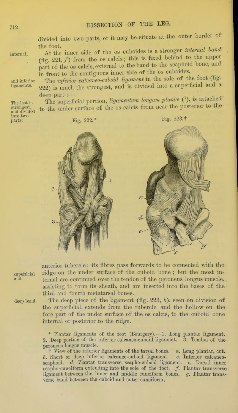 internal. and inferior ligaments. Tlie last is strongest, and (lividixl into two l)arts: DISSECTION OF TEE LEG. divided into two parts, or it may be situate at the outer border of the foot. . , J J , At the inner side of the os cuboides is a stronger mternal hand (ficr 221,/) from the os calcis ; this is fixed behind to the upper pa?t of the OS calcis, external to the band to the scaphoid bone, and in front to the contiguous inner side of the os cuboides. The inferior calcaneo-cuhoid liyament in the sole of the foot (hg. 222) is much the strongest, and is divided into a superficial and a deep part :— • ++ i l The superficial portion, ligammtum lonfjum 2)lantce ( ), is attacnea to the under surface of the os calcis from near the posterior to the Fi<». 222.* Fig. 223.+ superficial and deep baud. anterior tubercle; its fibres pass forwards to be connected with the ridge on the under surface of the cuboid bone ; but the most in- ternal are contmued over the tendon of the peroneus longus muscle,. assisting to form its sheath, and are inserted into the bases of the third and fourth metatarsal bones. The deep piece of the ligament (fig. 223, i), seen on division of the superficial, extends from the tubercle and the hollow on the fore part of the under surface of the os calcis, to the cuboid bone internal or posterior to the ridge. * Plantar ligaments of tlie foot (Bourgery).—1. Long 2. Deep portion of tlie inferior calcaneo-cuboid ligament, peroneus longus muscle. •j- View of the inferior ligaments of the tarsal bones, a. h. Short or deep inferior calcaneo-cuboid ligament. c. scaphoid, d. Plantar transverse scapho-cuboid ligament, scapho-cunciform extending into the sole of the foot. /. ligament between the inner and middle cuneifoi'm bones, verse band between the cuboid and outer cuneiform. plantar ligament. 3. Tendon of the Long plantar, cut. Inferior calcaneo- c. Dorsal inner Plantar transverse r/. Plantar trans-