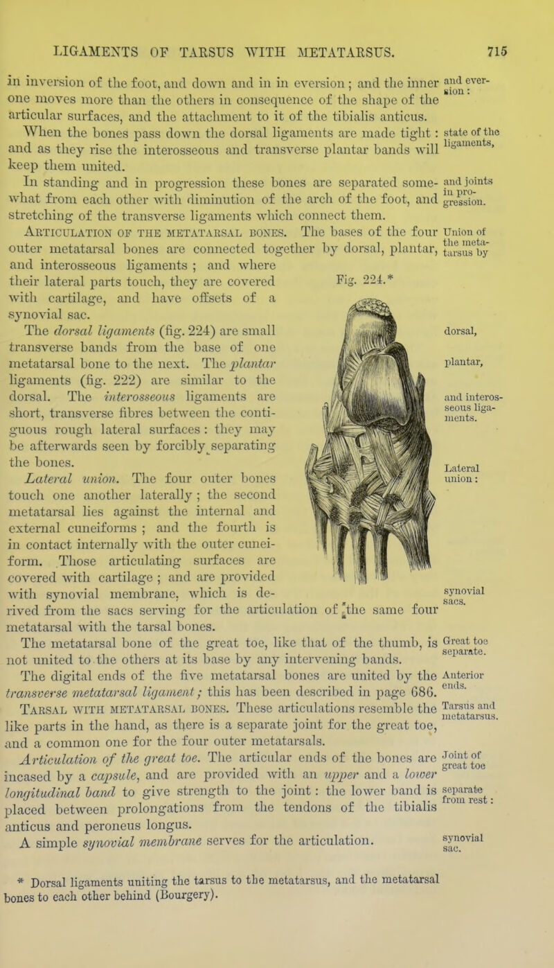 Fis. 224.* in inversion of the foot, and clown and in in eversion ; and the inner one moves more than the others in consequence of the shape of the articular surfaces, and the attachment to it of the tibialis anticus. When the bones pass down the dorsal ligaments arc made tight: and as they rise the interosseous and transverse plantar bands will keep them united. In standing and in progression these bones are separated some- what from each other with diminution of the arch of the foot, and stretching of the transverse ligaments which connect them. Articulation of the metatarsal bones. The bases of the four outer metatarsal bones are connected together by dorsal, plantar, and interosseous ligaments ; and where their lateral parts touch, they are covered with cartilage, and have offsets of a synovial sac. The dorsal ligaments (fig. 224) are small transverse bands from the base of one metatarsal bone to the next. The plantar ligaments (fig. 222) are similar to the dorsal. The interosseous ligaments are short, transverse fibres between the conti- guous rough lateral surfaces : they may be afterwards seen by forcibly^separating tiie bones. Lateral union. The four outer bones touch one another laterally ; the second metatarsal lies against the internal and external cuneiforms ; and the fourth is in contact internally with the outer cunei- form. Those articulating surfaces are covered with cartilage ; and are provided with synovial membrane, which is de- rived from the sacs serving for the articulation of [the same four metatarsal with the tarsal bones. The metatarsal bone of the great toe, like that of the thumb, is not united to the others at its base by any intervening bands. The digital ends of the five metatarsal bones are united b}'- the transverse metatarsal li(janient; this has been descril)cd in page G8G. Tarsal with metatarsal hones. Tliese articulations resemble the like parts in the hand, as there is a separate joint for the great toe, and a common one for the four outer metatarsals. Articulation of the great toe. The articular ends of the bones are incased by a capsule, and are provided with an upper and a loioer longitudinal hand to give strength to the joint: the lower band is placed between prolongations from the tendons of the tibialis anticus and peroneus longus. A simple synovial membrane serves for the articulation. and ever- sion : state of the ligaments. and joints in pro- gression. Union of tlie meta- tarsus by dorsal, plantar. and interos- seous liga- ments. Lateral union: synovial sacs. Great toe separate. Anterior ends. Tarsus and metatarsus. Joint of great toe separate from rest: synovial sac. * Dorsal ligaments uniting the tarsus to tbe metatarsus, and the metatarsal bones to each other behind (Bourgery).