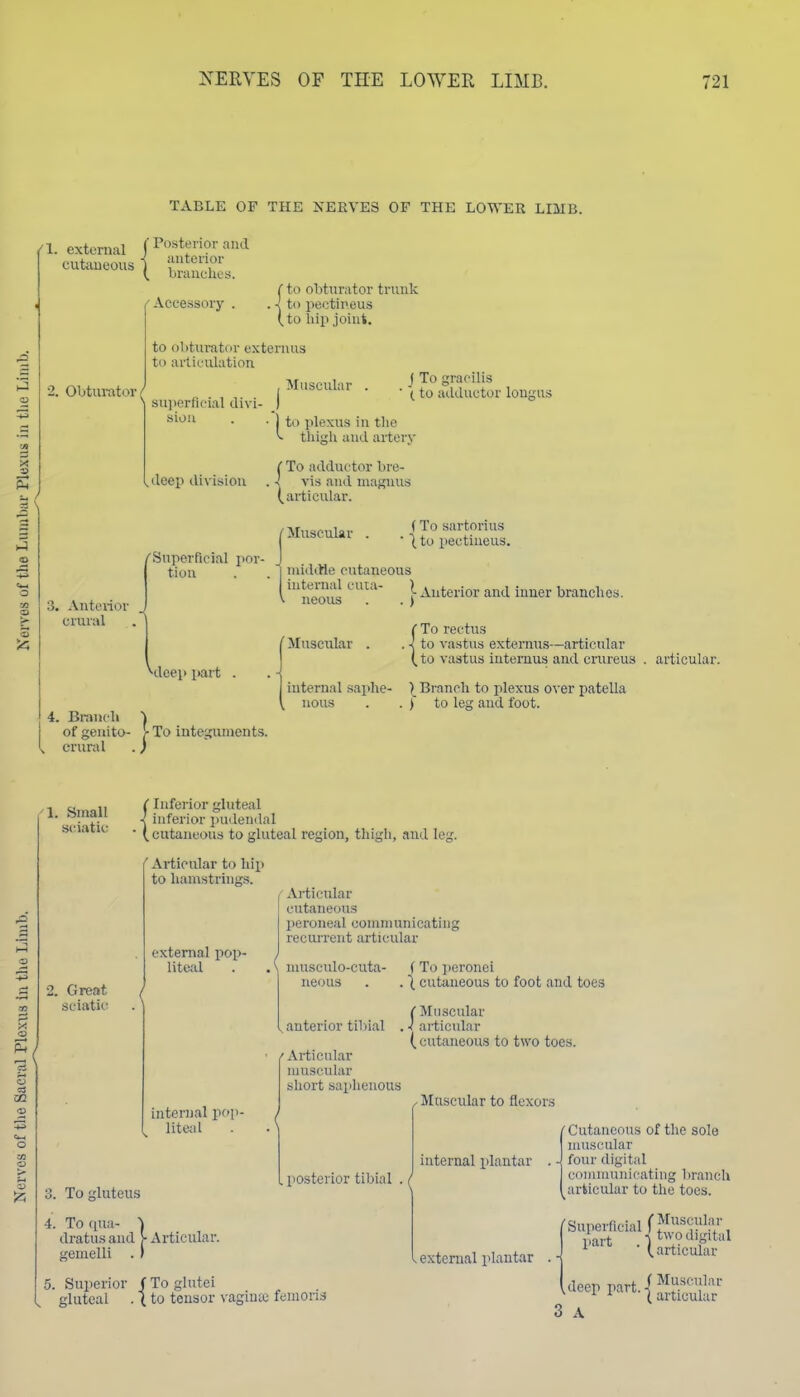 TABLE OF THE NERVES OP THE LOWER LIMB. 1. external ('^'^tf ior and branclit's. Accessory . to obturator trunk to peotineus to hip joint. to obturator externus to arliL-ulation 2. Obturator/ Muscular suj)erficial divi- sion deep division j To gracilis (to adductor longus • ] to plexus in the tliiKh and aiterv j To adductor bre- -' vis and niagnus (articular. Muscular 'Superficial por- tion 3. Anterior crural (To sartorius ■ t to pectineus. niidtHe cutaneous 'neous } '^terior and inner branches. Muscular ^deep part ( To rectus , < to vastus (to vastus externus—articular iuternus and crureus . articular. 4. Branch of genito- crural internal saphe- ) Branch to plexus over patella nous . . ) to leg and foot. To intescuments. 1. Small S(;iatic 2. Great sciatic t Inferior gluteal < inferior pudendal ■ (cutaneous to gluteal region, thigli, and leg. ' Articular to hii> to hamstrings. external pop- liteal internal pop- liteal 3. To gluteus 4. To qua- dratusand }• Articular. Kemelli Articular cutaneous peroneal communicating recui-rent articular ( niuscnlo-cuta- neous anterior tiltial /'Articular muscular short sai)lieuous f To ])cronci . t cutaneous to foot and toes I* Muscular . ■( articular ( cutaneous to two toes. Muscular to flexors posterior tibial . / iutemal plantar external plantar 5. Superior /To glutei gluteal . (to tensor \-agiua3 fenions Cutaneous of tlie sole muscular four digital connnunicating branch articular to the toes. f Superficial f?^'^^^^!''.«r, part .-jt^vo digital ' I. articular Ueep rart.P^i^.^;^''!' ^ * ^ (articular 3 A