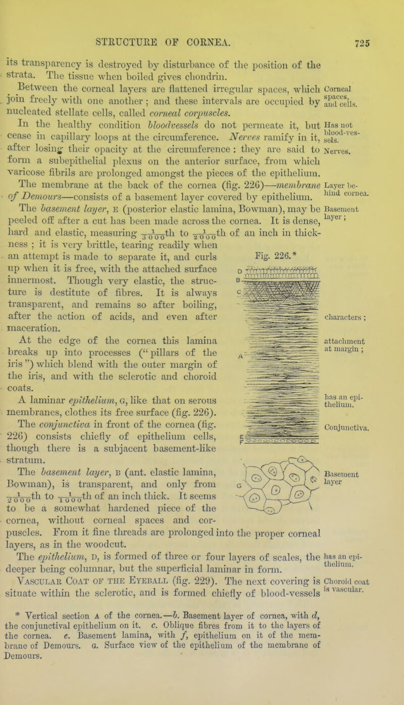 its transparency is destroyed by disturbance of the position of the strata. The tissue when boiled gives chondrin. Between the corneal layers are flattened irregular spaces, wliich join freely with one another ; and these intervals are occupied by nucleated stellate cells, called corneal corpuscles. In the healthy condition bloodvessels do not permeate it, but cease in capillary loops at the circumference. Nerres ramify in it, after losing- their opacity at the circumference : they are said to form a subepithelial plexus on the anterior surface, fi-om which varicose fibrils are prolonged amongst the pieces of the epithelium. The membrane at the back of the cornea (fig. 22G)—menihrane of Demours—consists of a basement layer covered by epithelium. The hasement layer, e (posterior elastic lamina, Bowman), may be peeled off after a cut has been made across the cornea. It is dense, hard and elastic, measuring ^J^tli to ness ; it is very brittle, tearing readily when an attempt is made to separate it, and curls up when it is free, with the attached surface innermost. Though very elastic, the struc- ture is destitute of fibres. It is always transparent, and remains so after boiling, after the action of acids, and even after maceration. At the edge of the cornea this lamina breaks up into processes (pillars of the iris ) which blend with the outer margin of the iris, and with the sclerotic and choroid Comciil spaces, and cells. Has not blood-ves- sels. Nerves. Layer lie- luud coniea. Basement layer; ^Q^^jyth of an inch in tliick- coats. A laminar ejiitkelium, a, like that on serous membranes, clothes its fi-ee surface (fig. 226). The covjunctica in front of the cornea (fig. 22G) consists chiefly of epithelium cells, though there is a subjacent basement-like stratum. The hasement layer, b (ant. elastic lamina. Bowman), is transparent, and only fi'om ■cToo*^ ToVo*^^ ^^^^ thick. It seems to be a somewhat hardened piece of the cornea, without corneal si:)aces and cor- puscles. From it fine tlu-eads are prolonged into the proper corneal layers, as in the woodcut. The ej)it1ielium, D, is formed of three or four layers of scales, the deeper being columnar, but the superficial laminar in fonn. Vascular Coat of the Eyeball (fig. 22'J). The next covering is situate within the sclerotic, and is formed chiefly of blood-vessels characters ; attachment at margin ; lias an ex>i- theliuui. '^-r:^^^ Conjunctiva. Basement layer has an epi- thelium. Choroid coat is vascular. * Vertical section A of the cornea.—l. Basement layer of coi-nea, with fZ, the conjunctival epithelium on it. c. Oblique fibres from it to the layers of the cornea, e. Basement lamina, witli /, epithelium on it of the mem- brane of Demoiu-s. a. Surface View of the epithelium of the membrane of Demours.