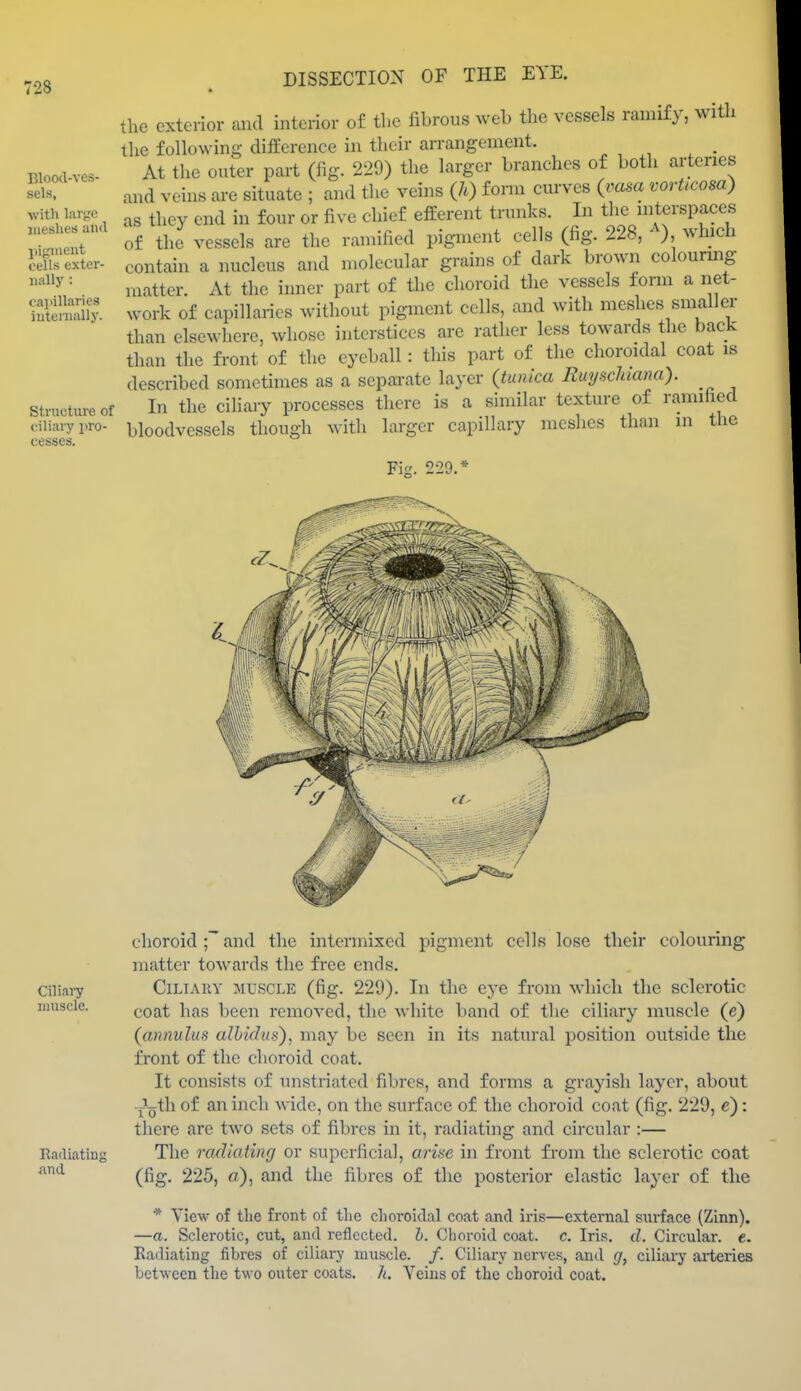 Blood-ves- sels, with lart;c meshes ami pigment cells exter- jially : caidllaries iutenially. Structure of ciliary i>ro- cesses. DISSECTION OF THE EYE. the exterior and interior of the fihrous web the vessels ramify, with the following difference in their arrangement. _ At the outer part (fig. 229) the larger branches of both arteries and veins are situate ; and the veins (h) form curves (vasa vorUcosa) as they end in four or five chief efferent tnuiks. In the mterspaces of the vessels are the ramified pigment cells (fig. 228, ), which contain a nucleus and molecular grains of dark brown colourmg matter. At the inner part of the choroid the vessels form a net- work of capillaries without pigment cells, and with meshes smaller than elsewhere, whose interstices are rather less towards the back than the front of the eyeball: this part of the choroidal coat is described sometimes as a separate layer (tunica Ruyschiaim). In the ciliaiy processes there is a similar texture of ramihed bloodvessels though with larger capillary meshes than in the Fi<r. 220.* choroid and the intermixed pigment cells lose their colouring matter towards the free ends. Ciliary CiLiARY MUSCLE (fig. 229). In the eye from which the sclerotic muscle. ^.Qrj^i i^rjg hccn removed, the white band of the ciliary muscle (e) (annulus alhidus), may be seen in its natural position outside the front of the choroid coat. It consists of unstriatcd fibres, and forms a grayish layer, about •J^th of an inch wide, on the surface of the choroid coat (fig. 229, c) : there are two sets of fibres in it, radiating and circular :— Radiating The radiating or superficial, arise in front from the sclerotic coat (fig. 225, fl), and the fibres of the posterior elastic layer of the * View of the front of the choroidal coat and iris—external sxn-face (Zinn). —a. Sclerotic, cut, and reflected, b. Choroid coat. c. Iris. d. Circular, e. Radiating fibres of ciliary muscle. /. Ciliary nerves, antl g, ciliary arteries between the two outer coats, h. Veins of the choroid coat.