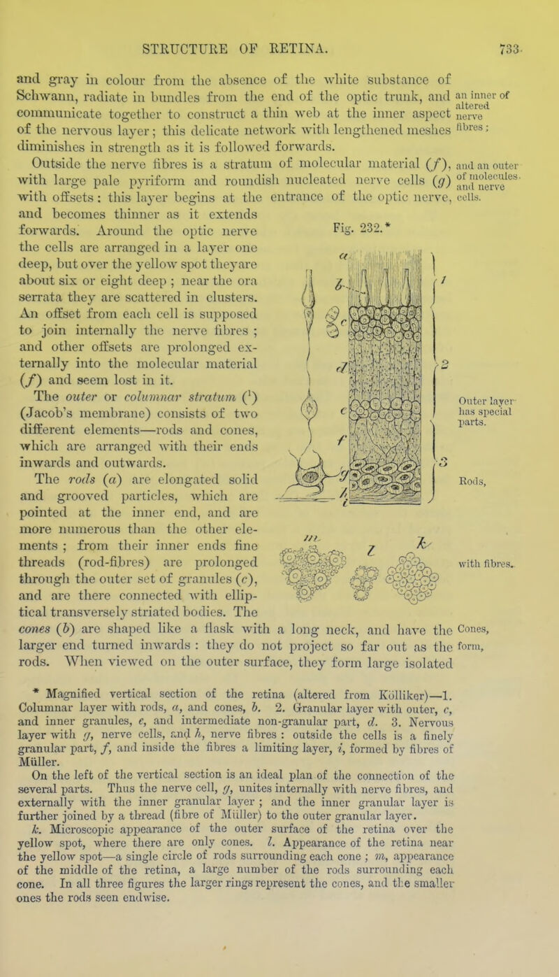 Fig. 232.' Mm V. and gray in colour from the absence of the white substance of Schwann, radiate in bundles from the end of the optic trunk, and communicate together to construct a thin web at the inner aspect of the nervous layer; this delicate network with lengthened meshes chminishes in streno-th as it is followed forwards. Outside the nerve fibres is a stratum of molecular material (/), with large pale pyriform and roundish nucleated nerve cells (g) with offsets: this layer begins at the entrance of the optic nerve, and becomes thinner as it extends foi-wards. Around the optic nerve the cells are arranged in a layer one deep, but over the yellow spot theyare about six or eight deep ; near the ora serrata they are scattered in clusters. An offset from each cell is supposed to join internally the nerve fibres ; and other offsets are prolonged ex- ternally into the molecular material (/) and seem lost in it. The outer or columnar stratum (') (Jacob's membrane) consists of two different elements—rods and cones, which are arranged with their ends inwards and outwards. The rods (a) are elongated solid and grooved particles, which are pointed at the inner end, and are more numerous than the other ele- ments ; from their inner ends fine threads (rod-fibres) are prolonged througli the outer set of granules (c), and are there connected Avith ellip- tical transversely striated bodies. The cones (6) are shaped like a flask with a long neck, and liave the larger end turned inwards : they do not project so far out as the rods. AVhen viewed on the outer surface, they form large isolated an inner of altered nerve fibres ; and an outer of molecules, and nerve cells. Outer layer has special parts. Rotls, with fibre.?. Cones, form. * Magnified vertical section of the retina (altered from Kolliker)—1. Columnar layer with rocLs, a, and cones, b. 2. Granular layer with outer, c, and inner granules, e, and intermediate non-granular jxart, d. 3. Nervous layer with //, nerve cells, and h, nerve fibres : outside the cells is a finely granular part, /, and inside the fibres a limiting layer, i, formed by fibres of Miiller. On the left of the vertical section is an ideal plan of the connection of the several parts. Thus the nerve cell, y, unites internally with nerve fibres, and externally with the inner granular layer ; and the inner granular layer is fiu-ther joined by a thread (fibre of Midler) to the outer granular layer. k. Microscopic appearance of the outer sm-face of the retina over the yellow spot, where there ai'e only cones. I. Appearance of the retina near the yellow spot—a single circle of rods surrounding each cone ; in, appearance of the middle of the retina, a large number of the rods surrounding each cone. In all three figures the larger rings represent the cones, and the smaller ones the rods seen endwise.