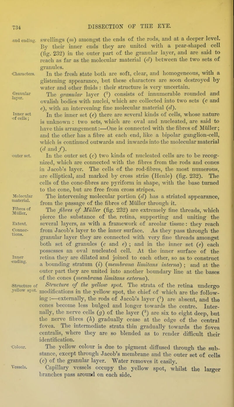 and endiiiK. •Characters. Granular layer. Inner set of cells; ■outer set. Molecular •material. Fihrps of Jliiller. Extent. Connec- tions. Inner •€ndinr'. Structure of .yellow spot. <;o]oiu. Vessels. swellings (m) amongst the ends of the rods, and at a deeper level. By their inner ends they are united with a pear-shaped cell (fig. 232) in the outer part o£ the granular layer, and are said to reach as far as the molecular material (</) hetween the two sets of granules. In the fi-esh state both are soft, clear, and homogeneous, vnth a glistening appearance, but these characters are soon destroyed by water and other fluids : their structure is very uncertain. The granular layer (-) consists of innumerable rounded and ovalish bodies with imclei, Avhich are collected into two sets (c and e), with an intervening flue molecular material (d). In the inner set (e) there are several kinds of cells, whose nature is unknown : two sets, which are oval and nucleated, are said to have this arrangement:—One is connected with the fibres of Miiller; and the other has a fibre at each end, like a bipolar ganglion-cell, which is contmued outwards and inwards into the molecular material (d and/). In the outer set (c) two kinds of nucleated cells are to be recog- nized, which are connected with the fibres from the rods and cones in Jacob's layer. The cells of the rod-fibres, the most numerous, are elliptical, and marked b}- cross strife (Henle) (fig. 232). The cells of the cone-fibres are pyriform in shape, with the base turned to the cone, but are free from cross stripes. The hitervening molecular portion (d) has a striated appearance, from the passage of the fibres of Miiller through it. The fibres of Miiller (fig. 232) are extremely fine threads, which pierce the substance of the. retina, supi^orting and uniting the several layers, as with a framework of areolar tissue: they reach from Jacob's layer to the inner surface. As they pass through the granular layer they are connected Avith very fine threads amongst both set of gi-anules (c and e) ; and in the inner set (?) each possesses an oval nucleated cell. At the inner surface of the retina they are dilated and joined to each other, so as to construct a bounding stratum (i) {inemhrana Umitans interna) ; and at the outer part they are united into another boundaiy line at the bases of the cones (inemhrana Umitans externa). Structure of the yellow spot. The strata of the retina undergo modifications in the yellow spot, the chief of which are the follow- ing :—externally, the rods of Jacob's layer Q) are absent, and the cones become less bulged and longer towards the centre. Inter- nally, the nen^e cells {g) of the layer (•'') are six to eight deep, but the nerve fibres (Ji) gradually cease at the edge of the central fovea. The intermediate strata thin gradually towards the fovea centralis, where they are so blended as to render difficult their identification. The yellow colour is due to pigment diffused through the sub- stance, except through Jacob's membrane and the outer set of cells (c) of the granular layer. Water removes it easily. Capillary vessels occupy the yellow spot, whilst the larger branches pass aromxl on each side.