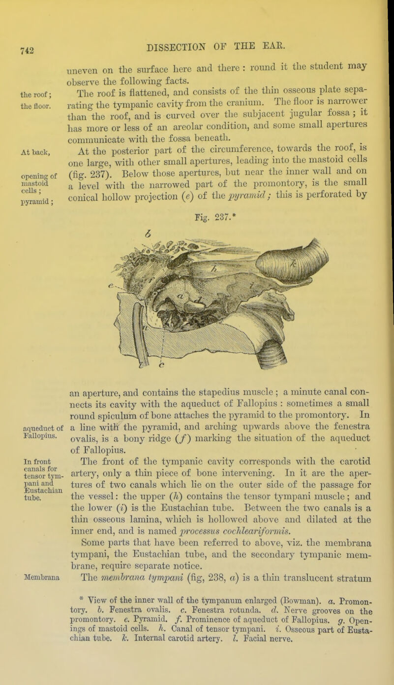 the roof; the floor. At back, opening of mastoid cells; pyramid; uneven on the surface here and there : round it the student may observe the followuig facts. The roof is flattened, and consists of the thin osseous phate sepa- rating the tympanic cavity from the cranium. The floor is narrower than the roof, and is curved over the subjacent juguLar fossa; it has more or less of an areolar condition, and some small apeilures communicate with the fossa beneath. At the posterior part of the circumference, towards the roof, is one large, with other small apertures, leading into the mastoid cells (fig. 237). Below those apertures, but near the inner wall and on a level with the narrowed part of the promontory, is the small conical hollow projection (e) of the pyramid ; this is perforated by Fig. 237.* an aperture, and contains the stapedius muscle ; a minute canal con- nects its cavity with the aqueduct of Fallopius : sometimes a small round spiculum of bone attaches the pyramid to the promontory. In aqueduct of a line with the pyramid, and arching upwards above the fenestra Fallopius. ovalis, is a bony ridge (/) marldng the situation of the aqueduct of Fallopius. In front The fi'ont of the tympanic ca-sdty corresponds with the carotid tensor tym- artery, only a thin piece of bone intervening. In it are the aper- Eustachiau ^^^'^^ '^^ ^^^^ canals which lie on the outer side of the passage for tube. the vessel: the upper (li) contains the tensor tympani muscle ; and the lower (i) is the Eustachian tube. Between the two canals is a thin osseous lamina, which is hollowed above and dilated at the inner end, and is named j^rocessus cochleariformis. Some parts that have been referred to above, viz. the membrana tympani, the Eustachian tube, and the secondary tympanic mem- brane, require separate notice. Membrana The niemhrana tympani (fig, 238, a) is a thin translucent stratum * View of the inner wall of the tympanum enlarged (Bowman), a. Promon- toiy. h. Fenestra ovalis. c. Fenestra rotunda, d. Nerve grooves on the promontory, c. Pyramid. /. Prominence of aqueduct of Fallopius. g. Open- ings of mastoid cells, h. Canal of tensor tympani. i. Osseous part of Eusta- chian tube. Ic, Internal carotid artery. I. Facial nerve.