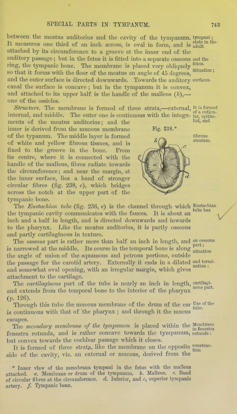 between the meatus aTiditorius and the cavity of the tympanum, tympani; It measures one third of im inch across, is oval in form, and is adidV attached by its circumference to a groove at the inner end of the auditory passage ; but in the fetus it is fitted into a separate osseous and the ring, the tympanic bone. The membrane is phaced verj^ obhquely . so that it forms \vith the floor of the meatus an angle of 45 degrees, ' and the outer surface is directed downwards. Towards the auditory surfaces, canal the surface is concave ; but in the tympanum it is convex, and attached to its upper half is the handle of the malleus (6),— one of the ossicles. Structure. The membrane is formed of three strata,—external, i*'-^ formed internal, and middle. The outer one is continuous with the integu- lar, cpithe- ments of the meatus auditorius; and the ^'^^^ inner is derived from the mucous membrane Fig- 238.* of the typanum. The middle layer is formed _^ fibrous of white and yellow fibrous tissues, and is ^/ a stiatum. fixed to the groove in the bone. From its centre, where it is connected with the handle of the malleus, fibres radiate towards the circumference; and near the margin, at the inner surface, lies a band of stronger circular fibres (fig. 238, c), wdiich bridges across the notch at the upper part of the tympanic bone. The Eustachian tube (fig. 236, e) is the channel through which Eustar-liian tUDP Ills / the tympanic cavity communicates with the fauces. It is about an ' ,y/ inch and a half in length, and is directed do^vnwards and inwards to the pharynx. Like the meatus auditorius, it is partly osseous and partly cartilaginous in texture. The osseous part is rather more than half an inch in length, and is narrowed at the middle. Its course in the temporal bone is along gj^^jj^j^,^ the angle of union of the squamous and petrous portions, outside the passage for the carotid artery. Externally it ends in a dilated ^^'^j*^' and somewhat oval opening, with an ii-regular margin, which gives attachment to the cartilage. The cartilaginous part of the tube is nearly an inch in length, cartilagi- and extends fifom the temporal bone to the interior of the phaiynx (p. 126). Throuffh this tube the mucous membrane of the drum of the car Use of the o tube, is continuous with that of the pharynx ; and through it the mucus escapes. The secondary membrane of the tympanum is placed within the ?^^'^f,|g™j^^^ fenestra rotunda, and is rather concave towards the tympanum, rotunda:' but convex towards the cochlear passage which it closes. It is formed of tlu-ec strata, like the membrane on the opposite side of the cavity, viz. an external or mucous, derived from the * Inner view of the membrana tympani in the fetus with the malleus attached, a. Membrane or drum of the tympanum, h. Malleus, c. Band of circular fibres at the circumference, d. Inferior, and c, superior tympanic artery. /. Tympanic bone.