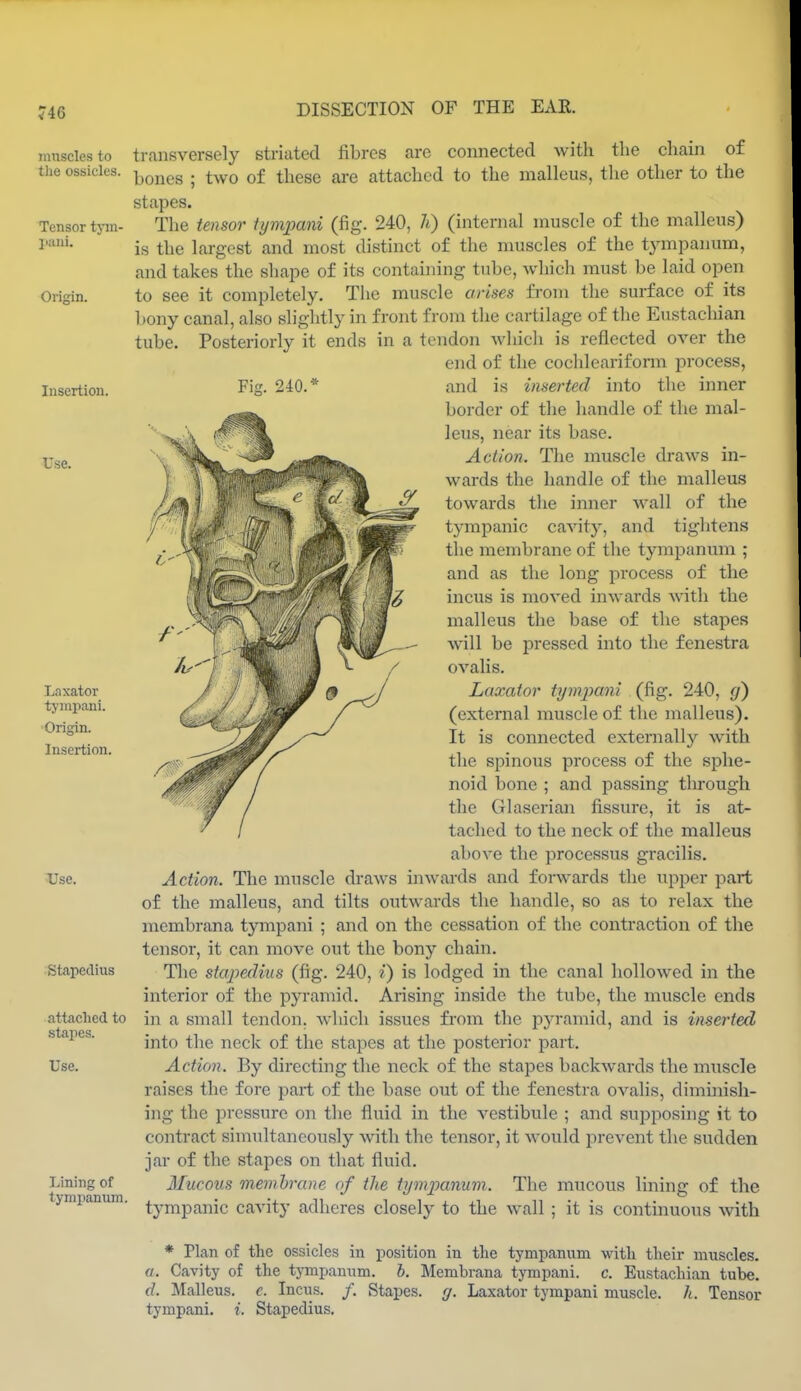 mnscles to the ossicles. Tensor tym- l>uiii. Origin. Insertion. Use. Laxator tympani. Origin. Insertion. Use. Stapedius attached to stapes. Use. Lining of tympanum. transversely striated fibres are connected with the chain of bones ; two of these are attached to the malleus, the other to the stapes. The tensor tympani (fig. 240, h) (internal muscle of the malleus) is the largest and most distinct of the nmscles of the tympanum, and takes the shape of its containing tube, Avhich must be laid open to see it completely. The muscle arises fi-om the surface of its bony canal, also slightly in front from the cartilage of the Eustachian tube. Posteriorly it ends in a tendon which is reflected over the end of the cochleariform process, Fig. 240,* and is inserted into the inner border of the handle of the mal- leus, near its base. Action. The muscle draws in- wards the handle of the malleus towards the inner wall of the tympanic cavity, and tightens the membrane of the tympanum ; and as the long process of the incus is moved inwards with the malleus the base of the stapes will be pressed into the fenestra ovalis. Laxator tijmjjani (fig. 240, </) (external muscle of the malleus). It is connected externally with the spinous process of the sphe- noid bone ; and passing through the Glascrian fissure, it is at- tached to the neck of the malleus above the processus gracilis. Action. The muscle draws inwards and forwards the upper part of the malleus, and tilts outwards the handle, so as to relax the membrana tympani ; and on the cessation of the contraction of the tensor, it can move out the bony chain. The staindius (fig. 240, i) is lodged in the canal hollowed in the interior of the pyramid. Arising inside the tube, the muscle ends in a small tendon, which issues from the pja-amid, and is inserted into the neck of the stapes at the posterior part. Action. By directing the neck of the stapes backwards the muscle raises the fore part of the base out of the fenestra ovalis, diminish- ing the pressure on the fluid in the vestibule ; and supposing it to contract sinndtaneously with the tensor, it would prevent the sudden jar of the stapes on that fluid. Mucous memhi'ane of the tymjMnum. The mucous lining of the tympanic cavity adheres closely to the wall ; it is contmuons with * Plan of the ossicles in position in tlie tympanum with their muscles. a. Cavity of the tjanpannm. b. Membrana tympani. c. Eustachian tube. d. Malleus, c. Incus. /. Stapes, y. Laxator tympani muscle, h. Tensor tympani. i. Stapedius.