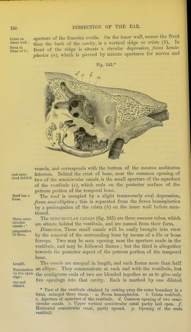 760 Ci-est on aperture of the fenestra ovalis. On tlie inner ^vall, nearer the front inner wall: ^^^^^^ ^^ic back of the cavity, is a vertical ridge or crista (&). In front of it- front of the ridge is situate a circidar depression,/wm hemis- pherica (a), which is pierced by minute apertures for nerves and Fig. 242.* and aque- duct beliind. Roof has ii fossil. Three semi- circular canals;' preparation of them. Length. Termination by five open- ings : one end dilated. vessels, and corresponds with the bottom of the meatus auditorius internus. Beliind the crest of bone, near the common opening of two of the semicircular canals, is the small aperture of the aqueduct of the vestibule (c), which ends on the posterior surface of the petrous portion of the temporal bone. The roof is occupied by a slight transversely oval depression^ fovea semi-elliptica ; this is separated fi-om the fovea hemispherica by a prolongation of the crista (&) on the inner wall before men- tioned. The SEMICIRCULAR CANALS (fig. 243) are three osseous tubes, which are situate behind the vestibule, and are named from their form. Dissection. These small canals will be easily brought into view by the removal of the surrounding bone by means of a file or hone forceps. Two may be seen openhig near the aperture made in the vestibule, and may be followed thence ; but the third is altogether towards the posterior aspect of the petrous portion of the temporal bone. The canals are unequal in length, and each fonns more than half an ellipse. They communicate at each end Avith the vestibule, but ■ the contiguous ends of two are hlended together so as to give only five openings into that cavitj'. Each is marked by one dilated * View of the vestibule obtained by cutting away the outer boundary in a fetus, enlarged three times. a. Fovea hemispherica. h. Crista vestibuli. c. Aperture of aqueduct of the vestibule, d. Common opening of two semi- circular canals, e. Upper vertical semicircular canal pai'tly laid open. /. Horizontal semicircular canal, partly opened. fj. Opening of the scala vestibuli.