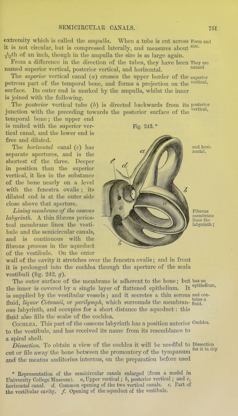 and horw zoutal. extremity which is called the ampulla. When a tube is cut across Form and it is not circular, but is compressed laterally, and measures about -J^th of an inch, though in the ampulla the size is as large again. From a difference in the direction of the tubes, they have been They are named superior vertical, posterior vertical, and horizontal. named The superior vertical canal (a) crosses the upper border of the superior petrous part of the temporal bone, and forms a projection on the surface. Its outer end is marked by the ampulla, Avhilst the inner is joined with the following. The posterior vertical tube (&) is directed backwards from its posterior junction with the preceding towards the posterior sm-face of the ' temporal bone ; the upper end is united with the superior ver- Fig. 243.* tical canal, and the lower end is free and dilated. The horizontal canal (c) has separate apertures, and is the shortest of the three. Deeper in position than the superior vertical, it lies in the substance of the bone nearly on a level Avith the fenestra ovalis ; its dilated end is at the outer side close above that aperture. Lining inemhrane of the osseous lahyrinth. A thin fibrous perios- teal membrane lines the vesti- bule and the semicircular canals, and is continuous with the fibrous process in the aqueduct of the vestibule. On the outer wall of the cavity it stretches over the fenestra ovalis; and in front it is prolonged into the cochlea through the aperture of the scala vestibuli (fig. 242, g). The outer surface of the membrane is adherent to the bone; but lias an the inner is covered by a single layer of flattened epithelium. It ^^^^ ' ^' ^ is supplied by the vestibular vessels; and it secretes a thin serous and con- tiiins fli fluid, liquor Cotunnii^ or perilymph^ which surrounds the membran- fluui. ous labyrinth, and occupies for a short distance the aqueduct: this fluid also fills the scala3 of the cochlea. Cochlea. Tliis part of the osseous labyrinth has a position anterior Cochlea, to the vestibule, and has received its name from its resemblance to a spiral shell. Dissection. To obtain a view of the cochlea it will be needful to Dissection cut or file away the bone between the promontoiy of the tympanum °^' and the meatus auditorius internus, on the preparation before used Fibrous mem!)raue lines the labyrinth; * Representation of the semicircular canals enlarged (from a model in University College Museum), a, Upper vertical; h, posterior vertical; and c, horizontal canal, d. Common opening of the two vertical canals, e. the vestibular cavity. /. Opening of the aqueduct of the vestibule. Part of
