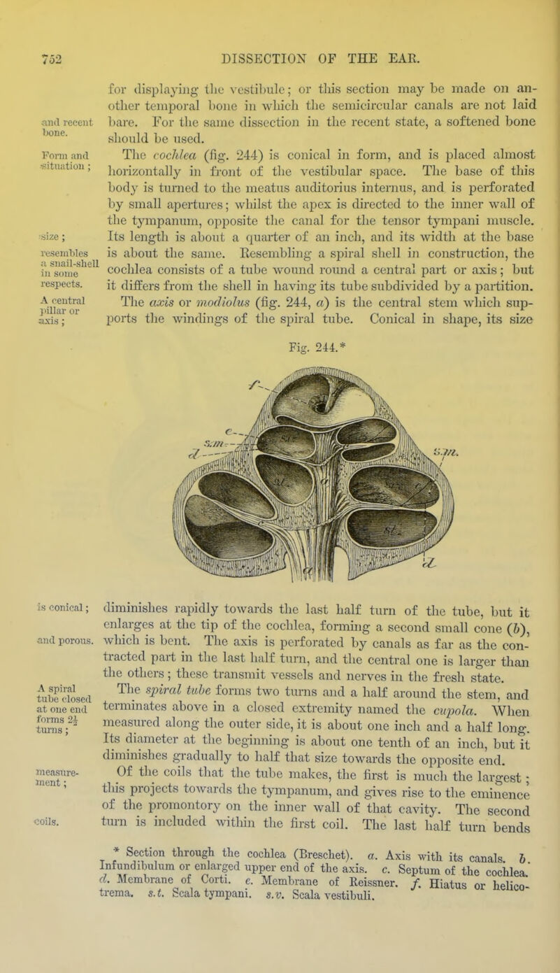 and recent bone. Foviii and •situation; ■.size; ve.senibles ;i snail-.shell in some respects. A central )iillar or axis: for displaying tlie vestibule; or this section ma}'- be made on an- other tenif)oral bojie in which the semicircular canals arc not laid bare. For the same dissection in the recent state, a softened bone should be used. The cochlea (fig. 244) is conical in form, and is lolaced almost horizontally in front of the vestibular space. The base of this body is turned to the meatus auditorius internus, and is perforated by small apertures; whilst the apex is directed to the inner wall of the tympanum, opposite the canal for the tensor tympani muscle. Its length is about a quarter of an inch, and its width at the base is about the same. Resembling a spiral shell in construction, the cochlea consists of a tube wound round a central part or axis; but it differs from the shell in having its tube subdivided by a partition. The axis or modiolus (fig. 244, o) is the central stem which sup- ports the windings of the spiral tube. Conical in shape, its size Fi?. 244.* 7/t-. is conical; and porous. A spiral tube closed at one end forms 2J turns;  niea.sure- inent; coils. diminishes rapidly towards the last half turn of the tube, but it enlarges at the tip of the cochlea, forming a second small cone (&), which is bent. The axis is perforated by canals as far as the con- tracted part in the last half turn, and the central one is larger than the others ; these transmit vessels and nerves in the fresh state. The spiral tube forms two turns and a half around the stem, and terminates above in a closed extremity named tlie cupola. When measured along the outer side, it is about one inch and a half long. Its diameter at the beginning is about one tenth of an inch, but it diminishes gradually to half that size towards the opposite end. Of the coils that the tube makes, the first is much the largest; this projects towards the tympanum, and gives rise to the emiitence of the promontory on the inner wall of that cavity. The second turn is included within the first coil. The last half turn bends * Section through the cochlea (Breschet). a. Axis with its canals & Infundibulum or enlarged upper end of the axis. c. Septum of the cochlea d. Membrane of Corti. c. Membrane of Reissner. /. Hiatus or heUcol trema. s.t. Scala tympani. s.v. Scala vestibuli.