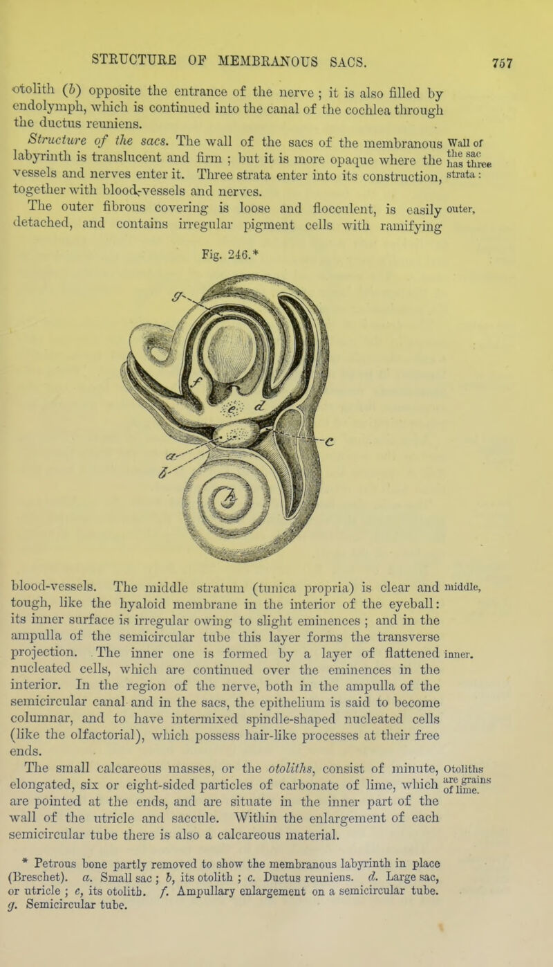 STEUCTURE OF MEMBRANOUS SACS. otolith (h) opposite the entrance of the nerve ; it is also filled by endolymph, which is continued into the canal of the cochlea through the ductus reuniens. Structure of the sacs. The wall of the sacs of the membranous Wall of labyrhith is translucent and firm ; but it is more opaque where the three vessels and nerves enter it. Three strata enter into its construction, strata: together with bloodrvessels and nerves. The outer fibrous covering is loose and flocculent, is easily outer, detached, and contains irregular pigment cells with ramifying Fig. 2i6* blood-vessels. The middle stratuni (tunica propria) is clear and middle, tough, like the hyaloid membraiie in the interior of the eyeball: its inner surface is irregular owing to slight eminences ; and in the ampulla of the semicircular tube this layer forms the transverse projection. The inner one is formed by a layer of flattened inner, nucleated cells, which are continued over the eminences in the interior. In the region of the nerve, both in the ampulla of the semicircular canal and in the sacs, the epithelium is said to become columnar, and to have intermixed spindle-shaped nucleated cells (hke the olfactorial), which possess hair-hke processes at their free ends. The small calcareous masses, or the otoliths, consist of minute, otoliths elongated, six or eight-sided particles of carbonate of lime, which oniy^g' are pointed at the ends, and are situate in the inner part of the wall of the utricle and saccule. Within the enlargement of each semicircular tube there is also a calcareous material. * Petrous bone partly removed to show the membranous labjTinth in place (Breschet). a. Small sac ; h, its otolith ; c. Ductus reuniens. d. Large sac, or utricle ; e, its otolith. /. Ampullary enlargement on a semicircular tube. g. Semicircular tube. \