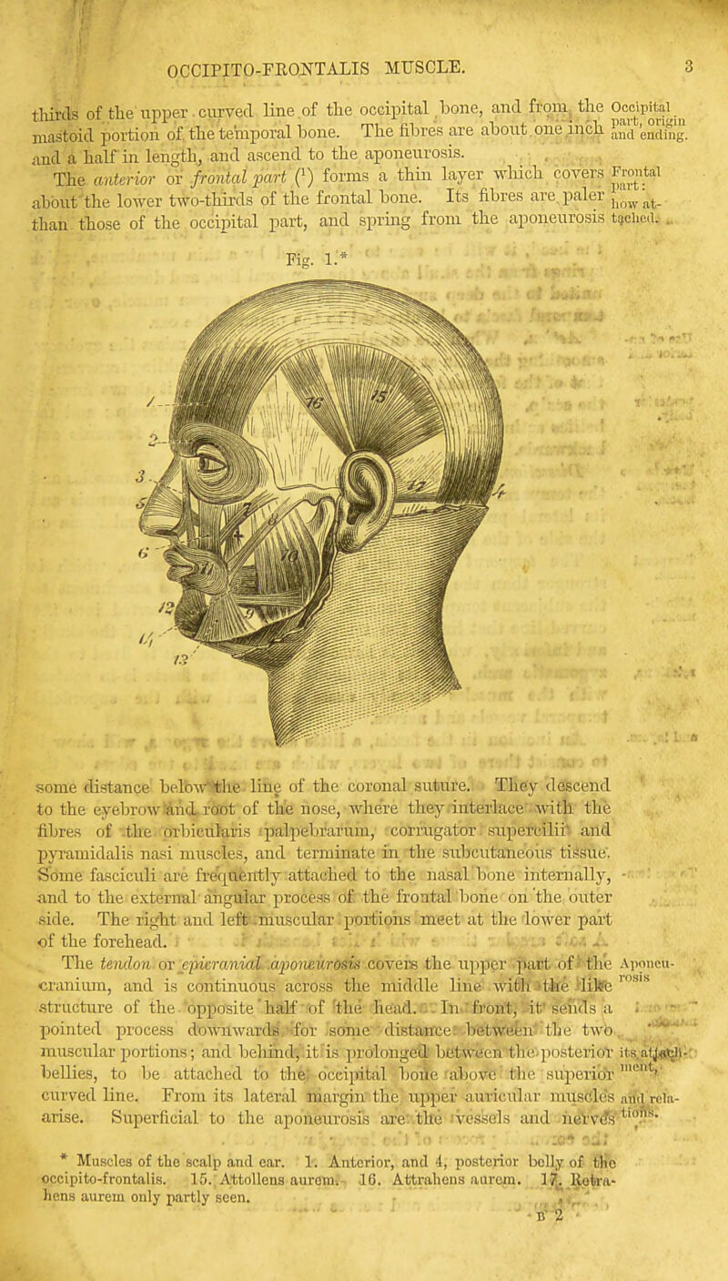 thirds of the upper curved line of the occipital bone, and from the Ocetpitjl. mastoid portion of the temporal bone. The fibres are about one inch ^ 'eSdmg. and a half in length, and ascend to the aponeurosis. The anterior or frontal part (') forms a thin layer which covers Frontal about the lower two-thirds of the frontal bone. Its fibres are paler ^ at_ than those of the occipital part, and spring from the aponeurosis tacho.,1. Fig. 1:* some distance belbWthe line of the coronal suture. They descend to the eyebrow and root of the nose, where they interlace with the fibres of the orbicularis palpebrarum, comvgator supercilii and pyramidal is nasi muscles, and terminate in the subcutaneous tissue. Some fasciculi are frequently attached to the nasal bone internally, - and to the external angular process of the frontal bone on 'the outer- side. The right and left muscular portions meet at the lower part of the forehead. ) . i. '■ '  • -  l.:-.::t i,M A The tendon or epicranial aponeurosis covers the upper pact of the Aponcu- cranium, and is continuous across the middle line with the like ,08IS structure of tin- opposite half of the head. In front} it sends a pointed process downwards for some distance between' the two muscular portions; and behind, it is prolonged between the posterior iUaty«f.»- bellies, to be attached to the occipital bone above the superior'1'' curved line. From its lateral margin the upper auricular muscles atfa'rcla- arise. Superficial to the aponeurosis are tin*, vessels and nerves .'() '.iptypfffl 9Lt \o rDom i '..' u-.M ail;.; L~* * Muscles of the scalp and ear. 1. Anterior, and 1, posterior belly of filfe occipito-frontalis. 15. Attollcns aurcm. 1(3. Attralicns aurein. 17. Rote-a- liens aurem only partly seen.