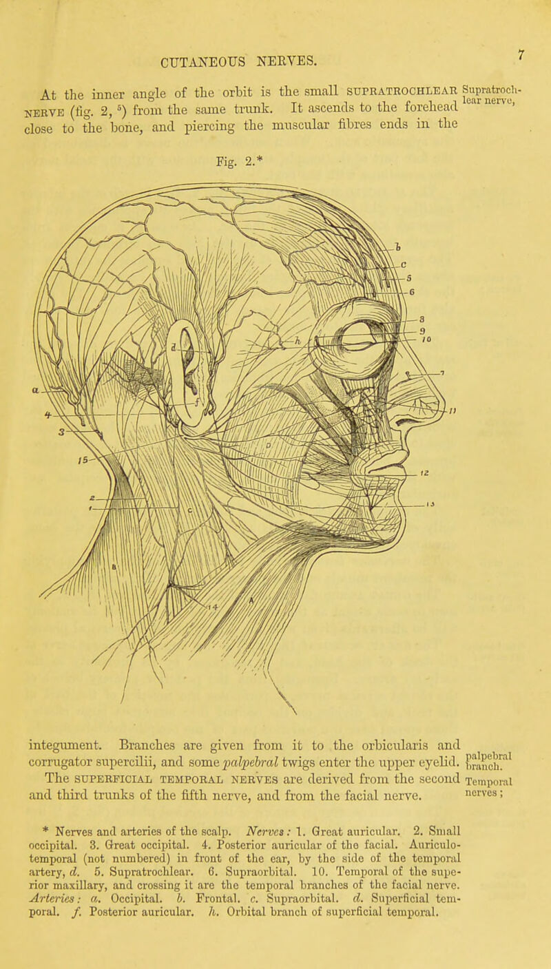 At the inner angle of the orbit is the small supratrochlear Suprafroch- nerve (fig. 2,5) from the same trunk. It ascends to the forehead ear nerVL' close to the bone, and piercing the muscular fibres ends in the Fig. 2.* integument. Branches are given from it to the orbicularis and corrugator supercilii, and some palpebral twigs enter the upper eyelid. {^kIi!'11 The superficial temporal nerves are derived from the second Temporal and third trunks of the fifth nerve, and from the facial nerve. nerves; * Nerves and arteries of the scalp. Nerves: 1. Great auricular. 2. Small occipital. 3. Great occipital. 4. Posterior auricular of tho facial. Auriculo- temporal (not numbered) in front of the ear, by the side of the temporal artery, d. 5. Supratrochlear. C. Supraorbital. 10. Temporal of the supe- rior maxillary, and crossing it are the temporal branches of the facial nerve. Arteries: a. Occipital, b. Frontal, c. Supraorbital, d. Superficial tem- poral. /. Posterior auricular, h. Orbital branch of superficial temporal.