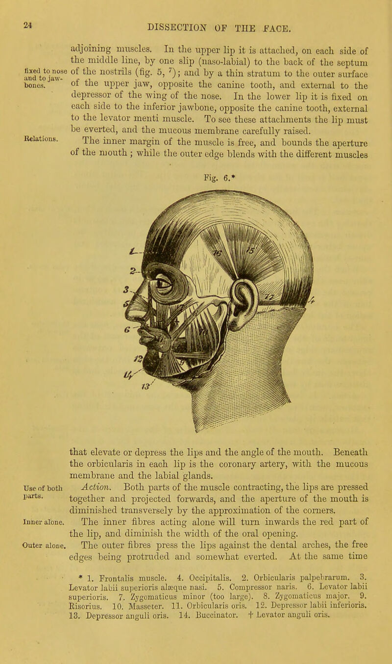 adjoining muscles. In the upper lip it is attached, on each side of the middle line, by one slip (naso-labial) to the back of the septum an<Uot0-aw-° °f the nostrils (fi&- 5> ?) > and by a thin stratum to the outer surface bones.  of the upper jaw, opposite the canine tooth, and external to the depressor of the wing of the nose. In the lower lip it is fixed on each side to the inferior jawbone, opposite the canine tooth, external to the levator menti muscle. To see these attachments the lip must be everted, and the mucous membrane carefully raised. Relations. The inner margin of the muscle is free, and bounds the aperture of the mouth ; while the outer edge blends with the different muscles Fig. 6.* that elevate or depress the lips and the angle of the mouth. Beneath the orbicularis in each lip is the coronary artery, with the mucous membrane and the labial glands. Use of both Action. Both parts of the muscle contracting, the lips are pressed parts. together and projected forwards, and the aperture of the mouth is diminished transversely by the approximation of the corners. Inner alone. The inner fibres acting alone will turn inwards the red part of the lip, and diminish the width of the oral opening. Outer alone. The outer fibres press the lips against the dental arches, the free edges being protruded and somewhat everted. At the same time * 1. Frontalis muscle. 4. Occipitalis. 2. Orbicularis palpebrarum. 3. Levator labii superioris alseque nasi. 5. Compressor naris. 6. Levator labii superioris. 7. Zygomaticus minor (too large). 8. Zygomaticus major. 9. Risorius. 10. Masseter. 11. Orbicularis oris. 12. Depressor labii hrferioris. 13. Depressor anguli oris. 14. Buccinator, f Levator anguli oris.