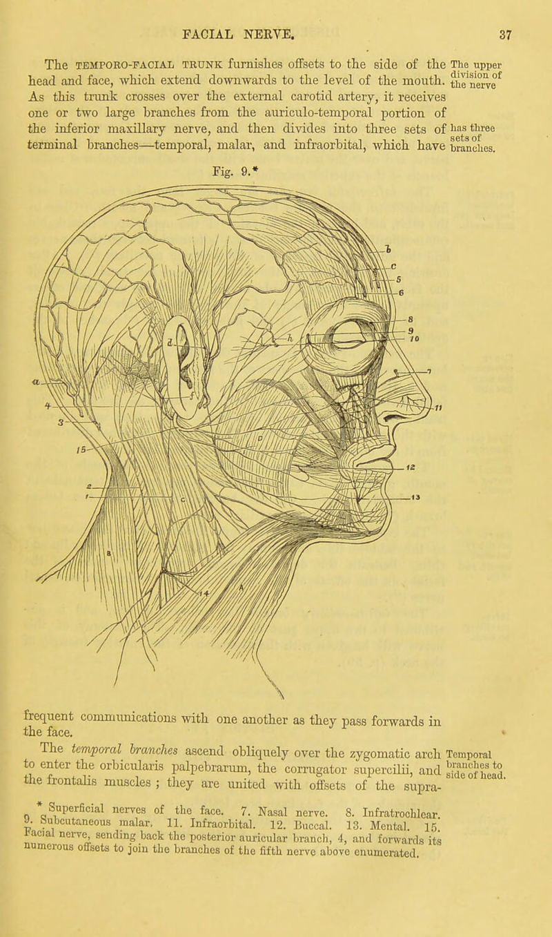 The temporo-facial trdnk furnishes offsets to the side of the The upper head and face, which extend downwards to the level of the mouth. ^nerve* As this trunk crosses over the external carotid artery, it receives one or two large branches from the auriculo-temporal portion of the inferior maxillary nerve, and then divides into three sets of has three terminal branches—temporal, malar, and infraorbital, which have tranches. Fig. 9.* frequent communications with one another as they pass forwards in the face. The temporal branches ascend obliquely over the zygomatic arch Temporal to enter the orbicularis palpebrarum, the corrugator supercilii, and J^} the frontalis muscles ; they are united with offsets of the supra- * Superficial nerves of the face. 7. Nasal nerve. 8. Infratrochlcar J. Subcutaneous malar. 11. Infraorbital. 12. Buccal. 13. Mental. 15 racial nerve, sending back the posterior auricular branch, 4, and forwards its numerous onsets to join the branches of the fifth nerve above enumerated