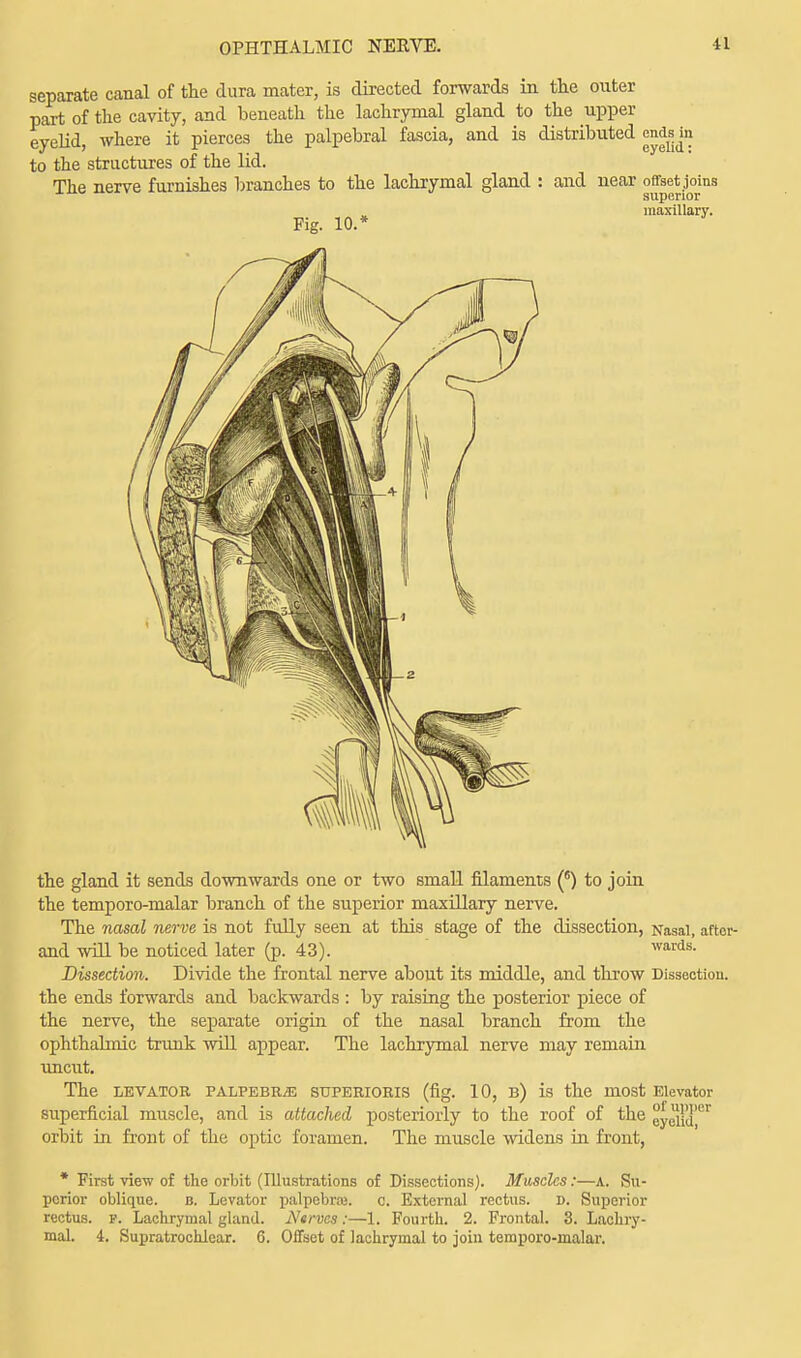 separate canal of the dura mater, is directed forwards in the outer part of the cavity, and beneath the lachrymal gland to the upper eyelid, where it pierces the palpebral fascia, and is distributed ends m to the structures of the lid. The nerve furnishes branches to the lachrymal gland : and Fig. 10.* near offset joins superior maxillary. the gland it sends downwards one or two small filaments (6) to join the temporo-malar branch of the superior maxillary nerve. The nasal nerve is not fully seen at this stage of the dissection, Nasal, aftcr- and will be noticed later (p. 43). wards- Dissection. Divide the frontal nerve about its middle, and throw Dissection, the ends forwards and backwards : by raising the posterior piece of the nerve, the separate origin of the nasal branch from the ophthalmic trunk will appear. The lachrymal nerve may remain uncut. The LEVATOR PALPEBRiE SUPERIORIS (fig. 10, B) is the most Elevator superficial muscle, and is attached posteriorly to the roof of the eyelid',1^ orbit in front of the: optic foramen. The muscle widens in front, * First view of the orbit (Illustrations of Dissections). Muscles:—a. Su- perior oblique. b. Levator palpebral c. External rectus. d. Superior rectus, p. Lachrymal gland. Ntrvas:—1. Fourth. 2. Frontal. 3. Lachry- mal, i. Supratrochlear. 6. Offset of lachrymal to join temporo-malar.