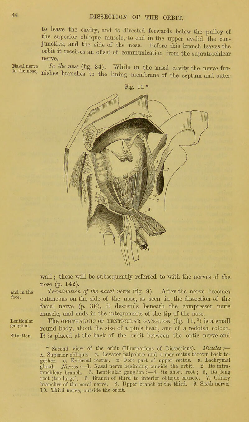 to leave the cavity, and is directed forwards below the pulley of the superior oblique muscle, to end in the upper eyelid, the con- junctiva, and the side of the nose. Before this branch leaves the orbit it receives an offset of communication from the supratrochlear nerve. iSnose6 • In ^ 34)' WM<3 iD the n£lSal Cavity tlle nerve fm se> nishes branches to the lining membrane of the septum and outer Fig. 11.* wall; these will be subsequently referred to with the nerves of the nose (p. 142). and in the Termination of the nasal nerve (fig. 9). After the nerve becomes face. cutaneous on the side of the nose, as seen in the dissection of the facial nerve (p. 36), it descends beneath the compressor naris muscle, and ends in the integuments of the tip of the nose. Lenticular The OPHTHALMIC Or LENTICULAR GANGLION (fig. 11, 3) is a Small ganglion. rcmilc| body, about the size of a pin's head, and of a reddish colour. Situation. It is placed at the back of the orbit between the optic nerve and * Second view of the orbit (Illustrations of Dissections). Muscles:— A. Superior oblique, n. Levator palpebral and upper rectus thrown back to- gether, c. External rectus, d. Fore part of upper rectus, f. Lachrymal gland. Nerves:—1. Nasal nerve beginning outside the orbit. 2. Its infra- trochlear branch. 3. Lenticular ganglion :—4, its short root ; 5, its long root (too large). 6. Branch of third to inferior oblique muscle. 7. Ciliary branches of the nasal nerve. 8. Upper branch of the third. 9. Sixth uerve. 10. Third nerve, outside the orbit.