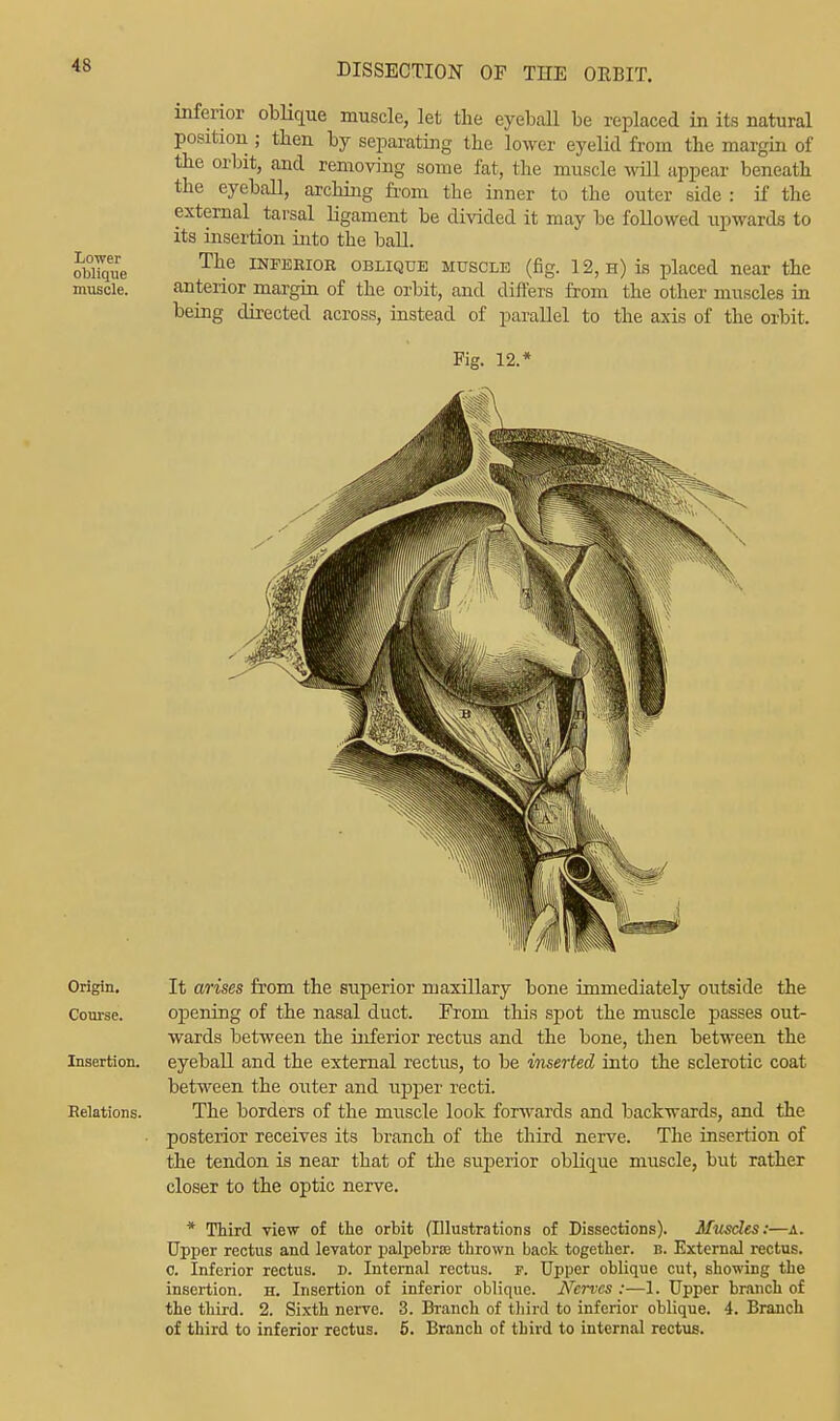 Lower oblique muscle. inferior oblique muscle, let the eyeball be replaced in its natural position; then by separating the lower eyelid from the margin of the orbit, and removing some fat, the muscle will appear beneath the eyeball, arching from the inner to the outer side : if the external tarsal ligament be divided it may be followed upwards to its insertion into the ball. The inferior oblique muscle (fig. 12, h) is placed near the anterior margin of the orbit, and differs from the other muscles in being directed across, instead of parallel to the axis of the orbit. Fig. 12. It arises from the superior maxillary bone immediately outside the opening of the nasal duct. From this spot the muscle passes out- wards between the inferior rectus and the bone, then between the eyeball and the external rectus, to be inserted into the sclerotic coat between the outer and upper recti. The borders of the muscle look forwards and backwards, and the posterior receives its branch of the third nerve. The insertion of the tendon is near that of the superior oblique muscle, but rather closer to the optic nerve. * Third view of the orbit (Illustrations of Dissections). Muscles:—a. Upper rectus and levator palpebraj thrown back together, b. External rectus, o. Inferior rectus, d. Internal rectus, p. Upper oblique cut, showing the insertion, h. Insertion of inferior oblique. Nerves :—1. Upper branch of the third. 2. Sixth nerve. 3. Branch of third to inferior oblique. 4. Branch of third to inferior rectus. 5. Branch of third to internal rectus. Origin. Course. Insertion. Relations.