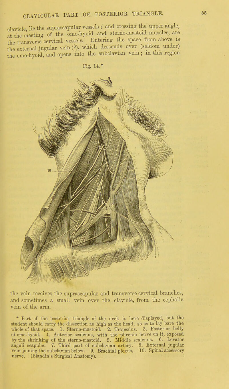 CLAVICULAR PAET OF POSTERIOR TRIANGLE. clavicle He the suprascapular vessels ; and crossing the upper angle, at'the meeting of the onio-hyoid and sterno-mastoid muscles, are the transverse cervical vessels. Entering the space from above is the external jugular vein (8), which descends over (seldom under) the omo-hyoid, and opens into the subclavian vein; in this region Fig. 14.* the vein receives the suprascapular and transverse cervical branches, and sometimes a small vein over the clavicle, from the cephalic vein of the arm. * Part of the posterior triangle of the neck is here displayed, but the student should carry the dissection as high as the head, so as to lay bare the whole of that space. 1. Sterno-mastoid. 2. Trapezius. 3. Posterior belly of omo-hyoid. 4. Anterior scalenus, with the phrenic nerve on it, exposed by the shrinking of the sterno-mastoid. 5. Middle scalenus. 6. Levator anguli scapula?. 7. Third part of subclavian artery. 8. External jugular vein joining the subclavian below. 9. Brachial plexus. 10. Spinal accessory nerve. (Blandin's Surgical Anatomy).