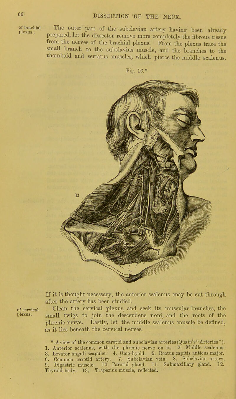of brachial plexus; The outer part of the subclavian artery having been already prepared, let the dissector remove more completely the fibrous tissue from the nerves of the brachial plexus. From the plexus trace the small branch to the subclavius muscle, and the branches to the rhomboid and serratus muscles, which pierce the middle scalenus. Fig. 16.* of cervicul plexus. If it is thought necessary, the anterior scalenus may be cut through after the artery has been studied. Clean the cervical plexus, and seek its muscular branches, the small twigs to join the descendens noni, and the roots of the phrenic nerve. Lastly, let the middle scalenus muscle be defined, as it lies beneath the cervical nerves. * A view of the common carotid and subclavian arteries(Quain's Arteries). 1. Anterior scalenus, with the phrenic nerve on it. 2. Middle scalenus. 3. Levator anguli scapulte. 4. Omo-hyoid. 5. Rectus capitis anticus major. 6. Common carotid artery. 7. Subclavian vein. S. Subclavian artery. 9. Digastric muscle. 10. Parotid gland. 11. Submaxillary gland. 12. Thyroid body. 13. Trapezius muscle, reflected.