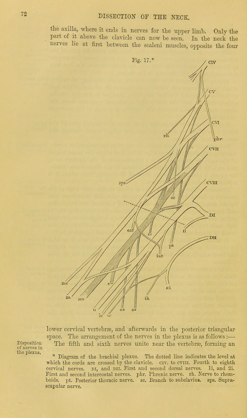 the axilla, where it ends in nerves for the upper limb. Only the part of it above the clavicle can now be seen. In the neck the nerves lie at first between the scaleni muscles, opposite the four lower cervical vertebrae, and afterwards in the posterior triangular space. The arrangement of the nerves in the plexus is as follows:— Disposition The fifth and sixth nerves unite near the vertebras, forming an of nerves in the plexus. * Diagram of the brachial plexus. The dotted line indicates the level at which the cords are crossed by the clavicle, civ. to cviii. Fourth to eighth cervical nerves, di, and dii. First and second dorsal nerves, li, and 2i. First and second intercostal nerves, phr. Phrenic nerve, rh. Nerve to rhom- boids, pt. Posterior thoracic nerve, sc. Branch to subclavius. sps. Supra- scapular nerve.