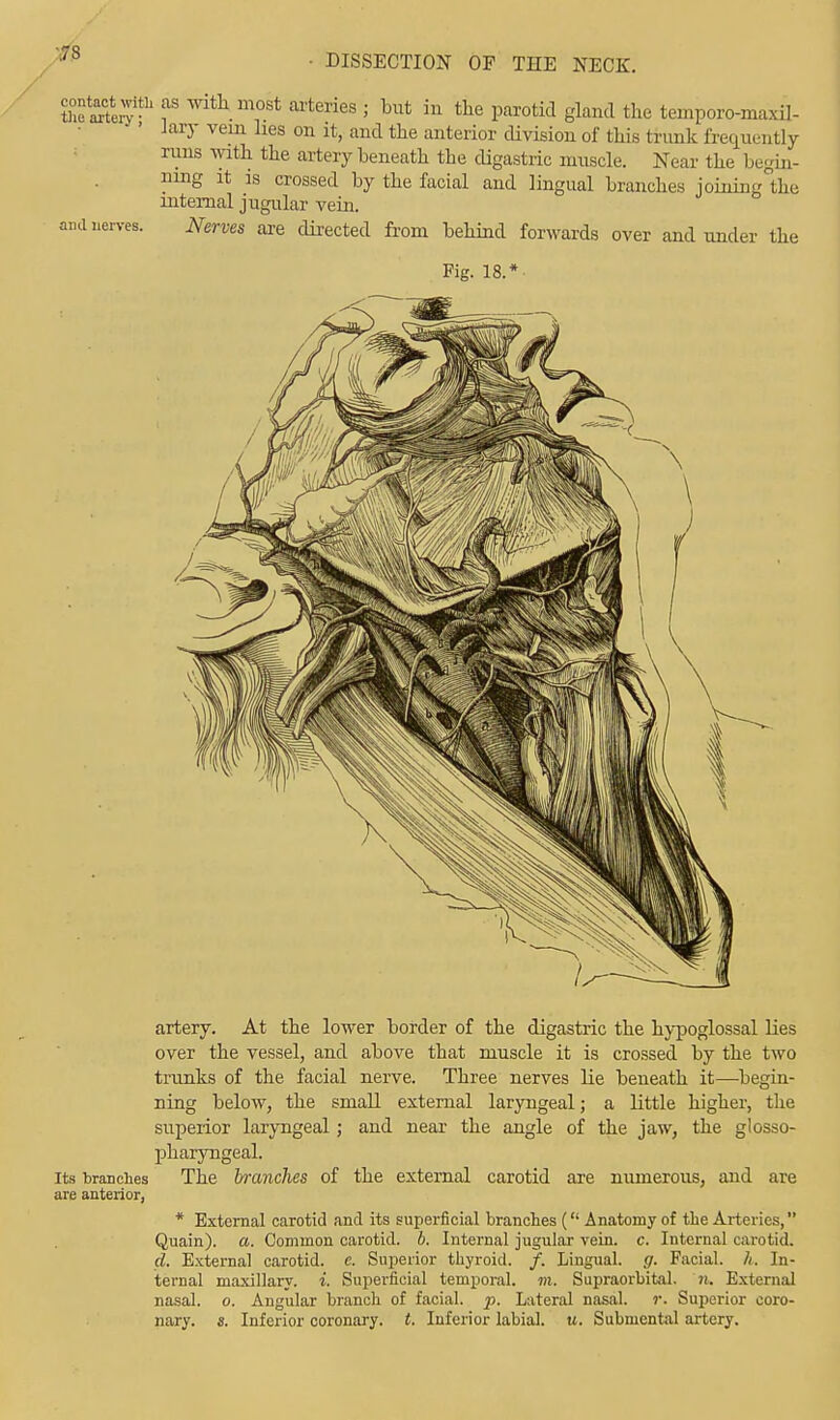 thSJ^ f with.m°st arte™s 5 but in the parotid gland the temporo-rnaxil- Jary vein lies on it, and the anterior division of this trunk frequently runs with the artery beneath the digastric muscle. Near the begin- ning it is crossed by the facial and lingual branches joining the internal jugular vein. Nerves are directed from behind forwards over and under the Pig. 18.* ami nerves. artery. At the lower border of the digastric the hypoglossal lies over the vessel, and above that muscle it is crossed by the two trunks of the facial nerve. Three nerves lie beneath it—begin- ning below, the small external laryngeal; a little higher, the superior laryngeal; and near the angle of the jaw, the glosso- pharyngeal. Its branches The branches of the external carotid are numerous, and are are anterior, * External carotid and its superficial branches ( Anatomy of the Arteries, Quain). a. Common carotid, b. Internal jugular vein. c. Internal carotid. d. External carotid, e. Superior thyroid. /. Lingual, g. Facial, h. In- ternal maxillary, i. Superficial temporal, to. Supraorbital, n. External nasal, o. Angular branch of facial, p. Lateral nasal, r. Superior coro- nary, s. Inferior coronary, t. Inferior labial, u. Submental artery.