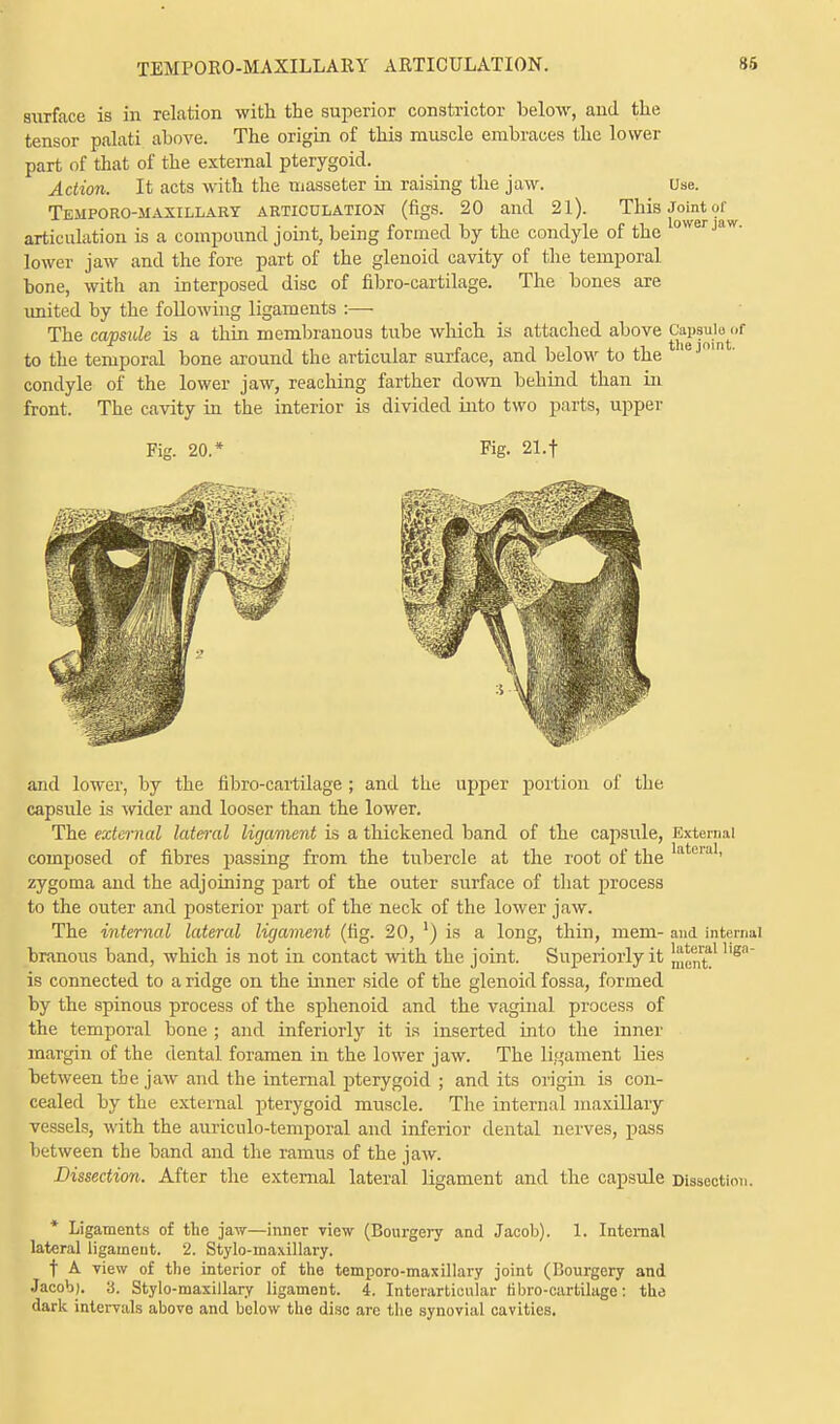 TEMP0R0-MAXILLA11Y ARTICULATION. surface is in relation with the superior constrictor below, and the tensor palati above. The origin of this muscle embraces the lower part of that of the external pterygoid. Action. It acts with the masseter in raising the jaw. Use. Tli.UPORO-MAXILLARY ARTICULATION (figs. 20 and 21). This Joint of^ articulation is a compound joint, being formed by the condyle of the owerJaw- lower jaw and the fore part of the glenoid cavity of the temporal bone, with an interposed disc of fibro-cartilage. The bones are united by the following ligaments :— The capsule is a thin membranous tube which is attached above Capsular to the temporal bone around the articular surface, and below to the iejfn ' condyle of the lower jaw, reaching farther down behind than in front. The cavity in the interior is divided into two parts, upper Fig. 20.* Fig. 21.f and lower, by the fibro-cartilage ; and the upper portion of the capsule is wider and looser than the lower. The external lateral ligament is a thickened band of the capsule, External composed of fibres passing from the tubercle at the root of the latera1' zygoma and the adjoining part of the outer surface of that process to the outer and posterior part of the neck of the lower jaw. The internal lateral ligament (fig. 20, *) is a long, thin, mem- and internal branous band, which is not in contact with the joint. Superiorly it ^^lliga is connected to a ridge on the inner side of the glenoid fossa, formed by the spinous process of the sphenoid and the vaginal process of the temporal bone ; and inferiorly it is inserted into the inner margin of the dental foramen in the lower jaw. The ligament lies between the jaw and the internal pterygoid ; and its origin is con- cealed by the external pterygoid muscle. The internal maxillary vessels, with the auriculo-temporal and inferior dental nerves, pass between the band and the ramus of the jaw. Dissection. After the external lateral ligament and the capsule Dissection. * Ligaments of the jaw—inner view (Bourgery and Jacob). 1. Internal lateral ligament. 2. Stylo-maxillary. t A view of the interior of the temporo-maxillary joint (Bourgery and Jacob). 3. Stylo-maxillary ligament. 4. Interarticnlar tibro-cartilage: the dark intervals above and below the disc are the synovial cavities.