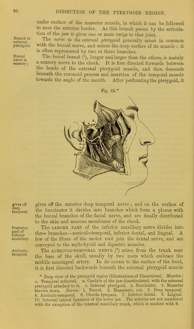 Branch to external pterygoid. Buccal nerve is sensory; under surface of the masseter muscle, in which it can be followed to near the anterior border. As this branch passes by the articula- tion of the jaw it gives one or more twigs to that joint. The nerve to the external 'pterygoid generally arises in common with the buccal nerve, and enters the deep surface of its muscle : it is often represented by two or three branches. The buccal branch ('), longer and larger than the others, is mainly a sensory nerve to the cheek. It is first directed forwards between the heads of the external pterygoid muscle, and then descends beneath the coronoid process and insertion of the temporal muscle towards the angle of the mouth. After perforating the pterygoid, it Pig. 22. gives off deep temporal. Posterior part of inferior maxillary. Auriculo- temporal gives off the anterior deep temporal nerve ; and on the surface of the buccinator it divides into branches which form a plexus with the buccal branches of the facial nerve, and are finally distributed to the skin and mucous membrane of the cheek. The larger part of the inferior maxillary nerve divides into three branches—auriculo-temporal, inferior dental, and lingual. A few of the fibres of the motor root join the dental nerve, and are conveyed to the mylo-hyoid and digastric muscles. The auriculotemporal nerve (4) arises from the trunk near the base, of the skull, usually by two roots which embrace the middle meningeal artery. In its course to the surface of the head, it is first directed backwards beneath the external pterygoid muscle * Deep view of the pterygoid region (Illustrations of Dissections). Muscles: A. Temporal reflected, b. Condyle of the jaw disarticulated, with the external pterygoid attached to it. c. Internal pterygoid, d. Buccinator. F. Masseter thrown down. Nerves: 1. Buccal. 2. Masseteric, cut. 3. Deep temporal. 4. Auriculo-temporal. 6. Chorda tympani. 7. Inferior dental. 8. Lingual. 10. Internal lateral ligament of the lower jaw. The arteries arc not numbered with the exception of the internal maxillary trunk, which is marked with 9.