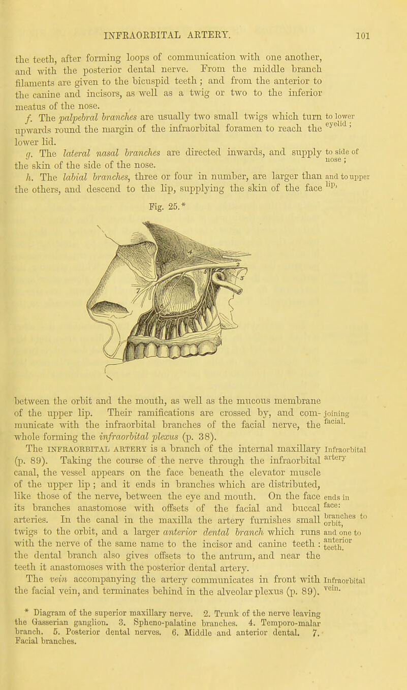 the teeth, after forming loops of conmiunication with one another, and with the posterior dental nerve. From the middle branch filaments are given to the bicuspid teeth ; and froni the anterior to the canine and incisors, as well as a twig or two to the inferior meatus of the nose. /. The palpebral branches are usually two small twigs which turn to lower upwards round the margin of the infraorbital foramen to reach the e>ei ' lower lid. a. The lateral nasal branches are directed inwards, and supply to side of the skin of the side of the nose. h. The labial branches, three or four in number, are larger than and to upper the others, and descend to the lip, supplying the skin of the face Up' Fig. 25.* between the orbit and the mouth, as well as the mucous membrane of the upper lip. Their ramifications are crossed by, and com- joining municate with the infraorbital branches of the facial nerve, the facial- whole forming the infraorbital plexus (p. 38). The infraorbital artery is a branch of the internal maxillary infraorbital (p. 89). Taking the course of the nerve through the infraorbital artery canal, the vessel appears on the face beneath the elevator muscle of the upper lip; and it ends in branches which are distributed, like those of the nerve, between the eye and mouth. On the face ends in its branches anastomose with onsets of the facial and buccalface: arteries. In the canal in the maxilla the artery furnishes small o^|t°lies twigs to the orbit, and a larger anterior dental branch which rims and one t with the nerve of the same name to the incisor and canine teeth : teeth the dental branch also gives offsets to the antrum, and near the teeth it anastomoses with the posterior dental artery. The vein accompanying the artery communicates in front with infraorbital the facial vein, and terminates behind in the alveolar plexus (p. 89). vcin- * Diagram of the superior maxillary nerve. 2. Trunk of the nerve leaving the Gasserian ganglion. 3. Spheno-palatine branches. 4. Temporo-malar branch. 5. Posterior dental nerves. 6. Middle and anterior dental. 7. Facial branches.