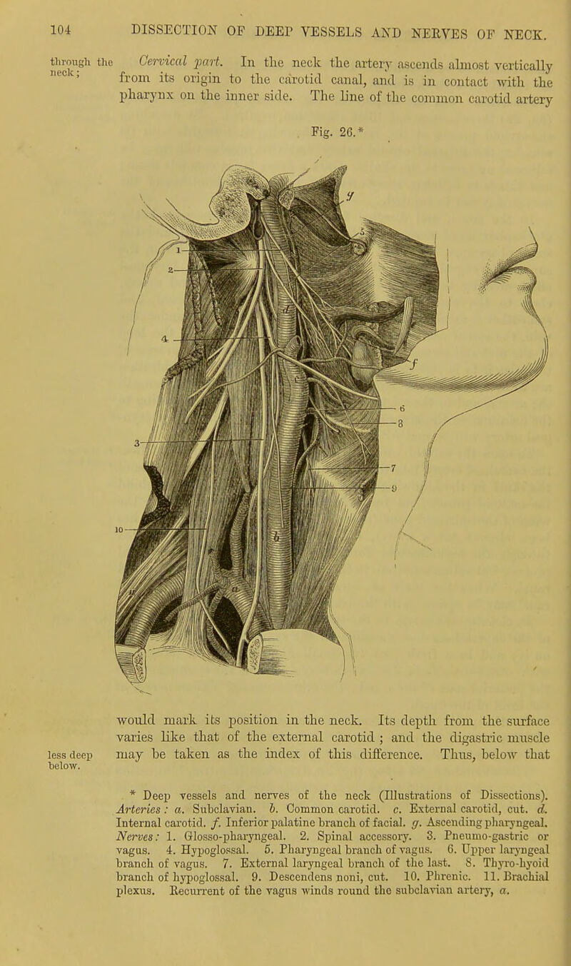 thioiigh the Cervical part. In the neck the artery ascends almost vertically from its origin to the carotid canal, and is in contact with the pharynx on the inner side. The line of the common carotid artery Fig. 2G.* would mark its position in the neck. Its depth from the surface varies like that of the external carotid ; and the digastric muscle less deep may be taken as the index of this difference. Tlras, below that * Deep vessels and nerves of the neck (Illustrations of Dissections). Arteries: a. Subclavian, b. Common carotid, c. External carotid, cut. d. Internal carotid. /. Inferior palatine branch of facial, g. Ascending pharyngeal. Nerves: 1. Glosso-pharyngeal. 2. Spinal accessory. 3. Pneumo-gastric or vagus. 4. Hypoglossal. 5. Pharyngeal branch of vagus. 6. Upper laryngeal branch of vagus. 7. External laryngeal branch of the last. 8. Thyro-hyoid branch of hypoglossal. 9. Descendens noni, cut. 10. Phrenic. 11. Brachial plexus. Recurrent of the vagus winds round the subclavian artery, or.